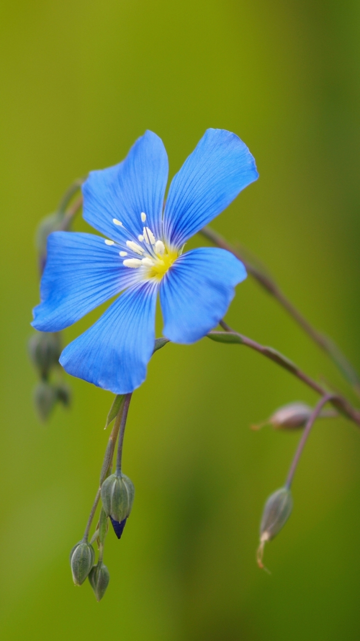 Descarga gratuita de fondo de pantalla para móvil de Flores, Flor, Tierra/naturaleza.