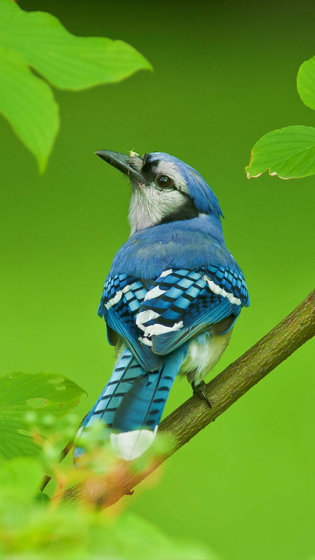 Download mobile wallpaper Birds, Bird, Leaf, Branch, Animal, Blue Jay for free.