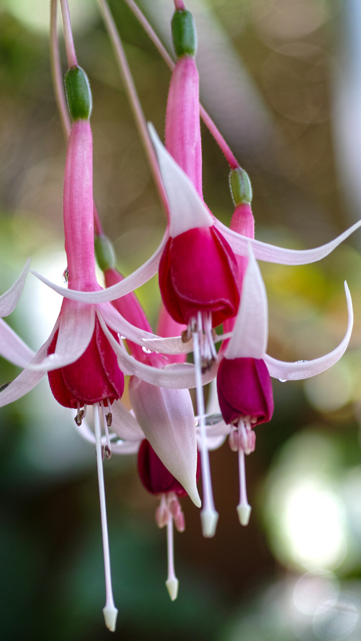 Download mobile wallpaper Flowers, Earth, Fuchsia for free.