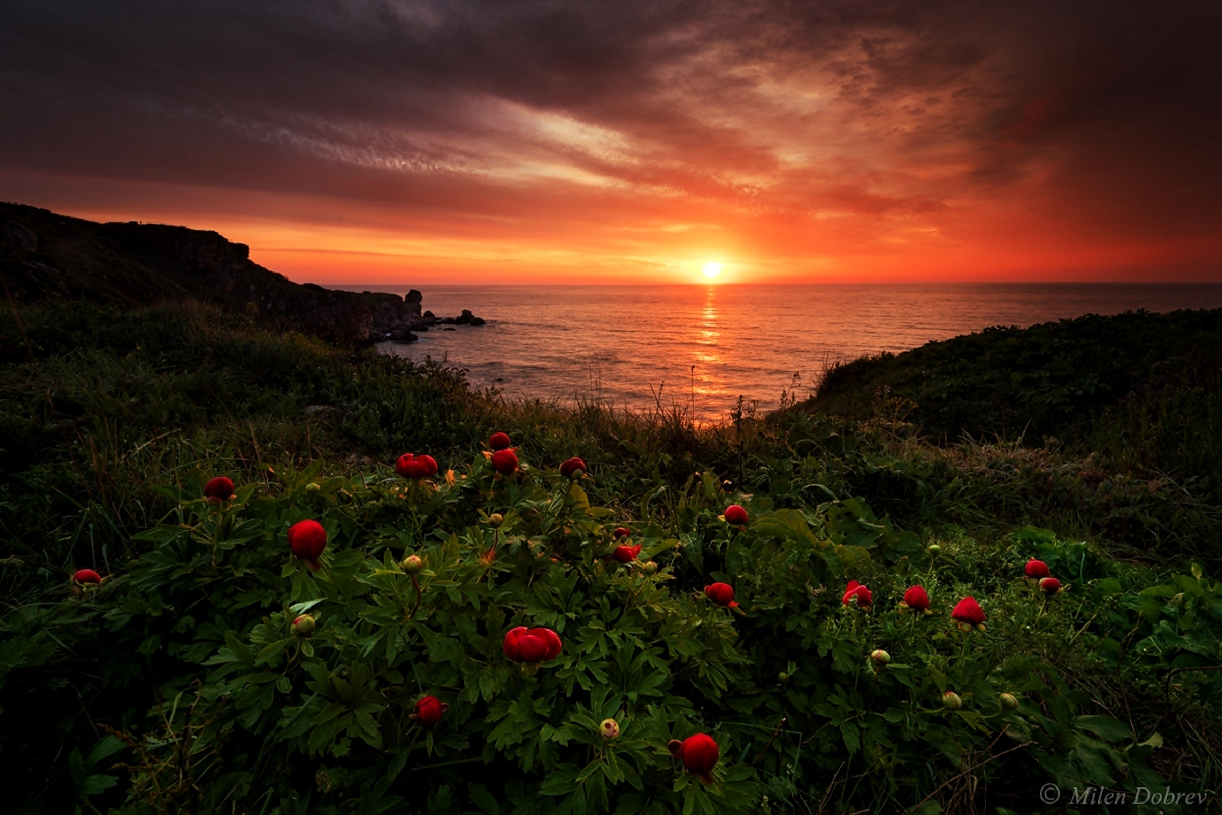 Download mobile wallpaper Sunset, Sea, Horizon, Flower, Coast, Ocean, Photography for free.