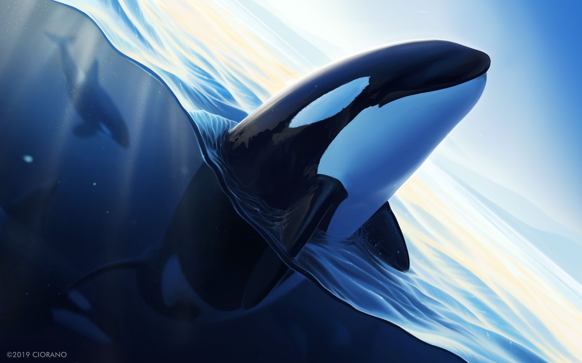 orca, animal