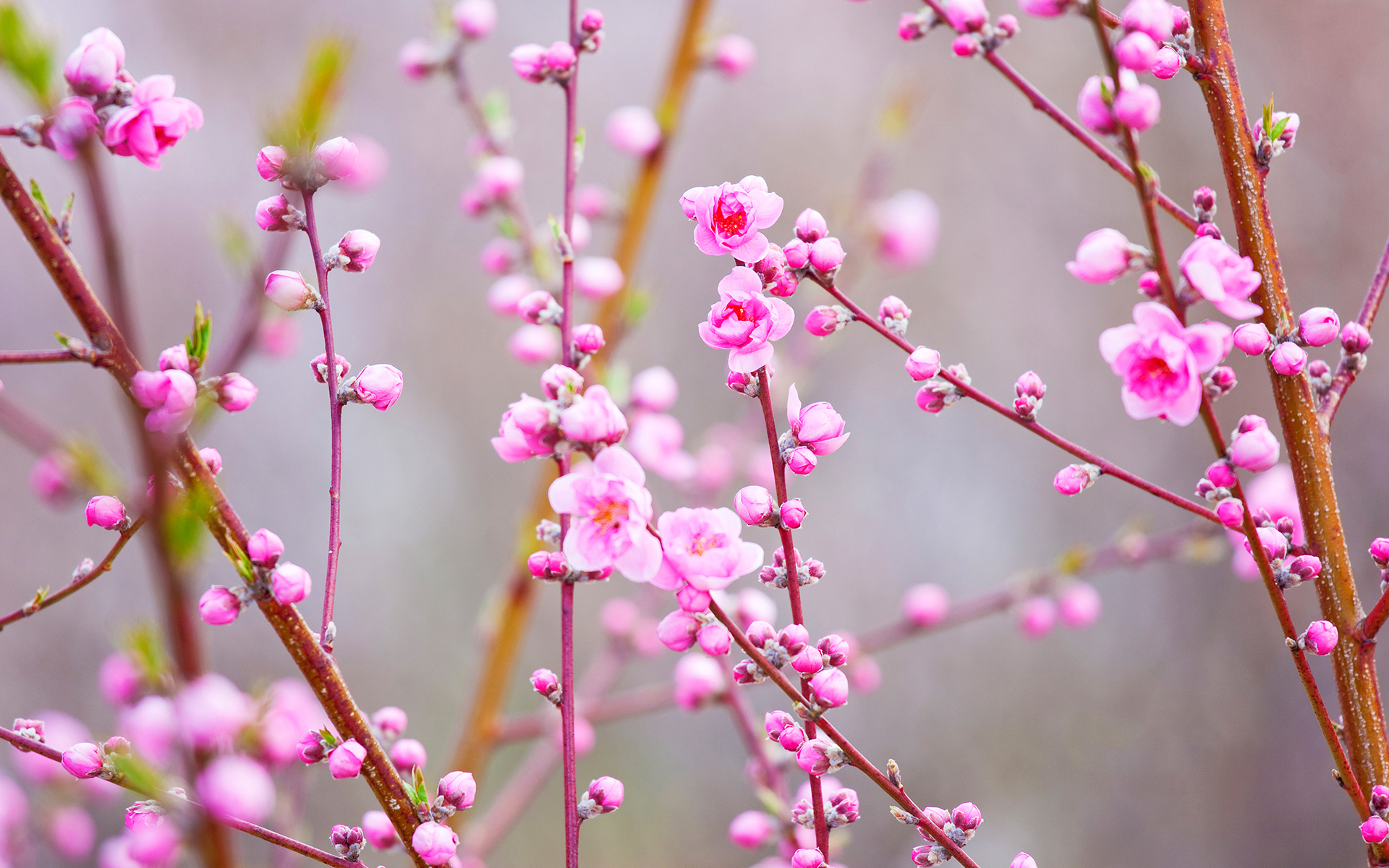 Laden Sie das Natur, Blumen, Blume, Ast, Blüte, Erde/natur, Pinke Blume-Bild kostenlos auf Ihren PC-Desktop herunter