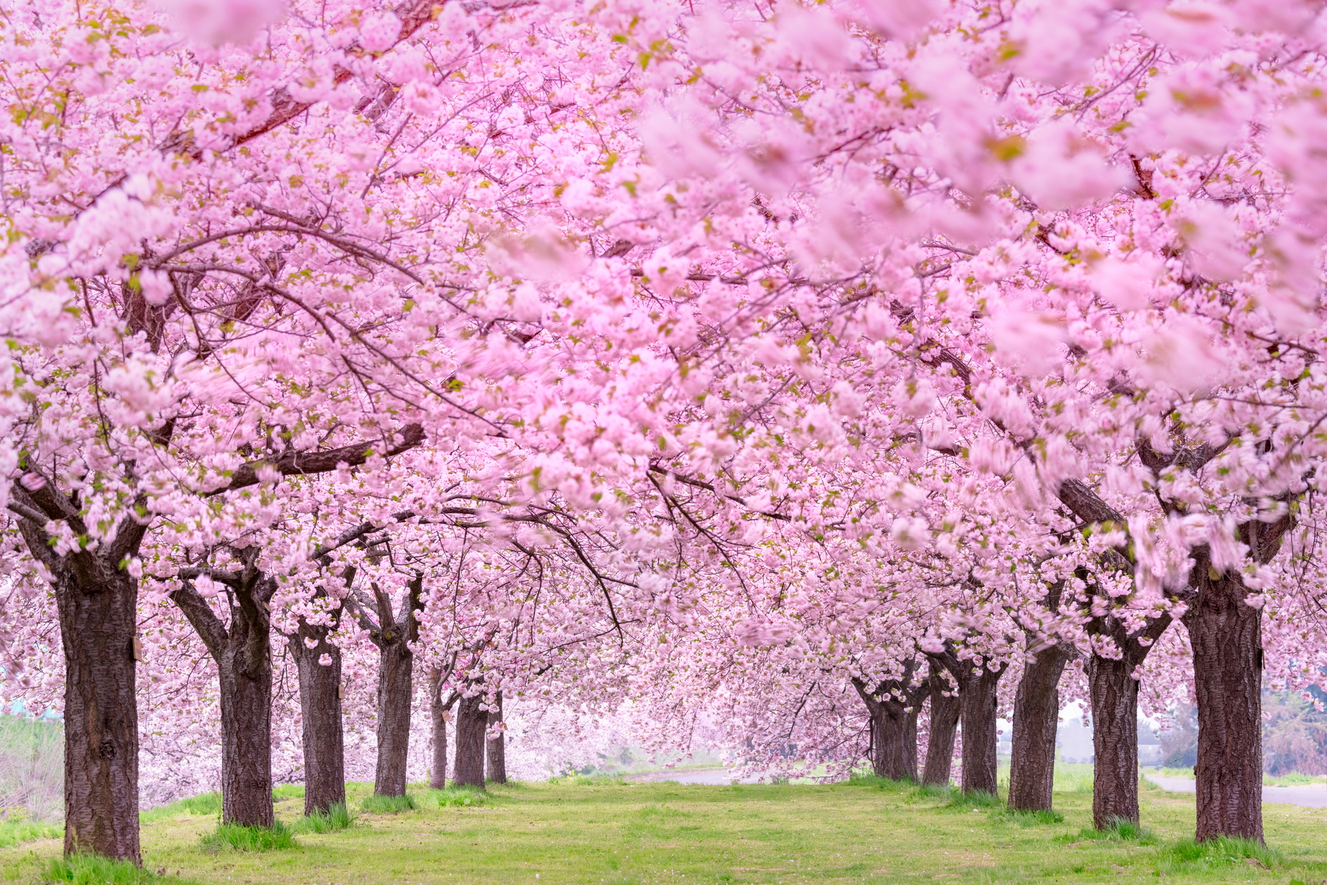 Handy-Wallpaper Sakura, Garten, Blüte, Erde/natur kostenlos herunterladen.