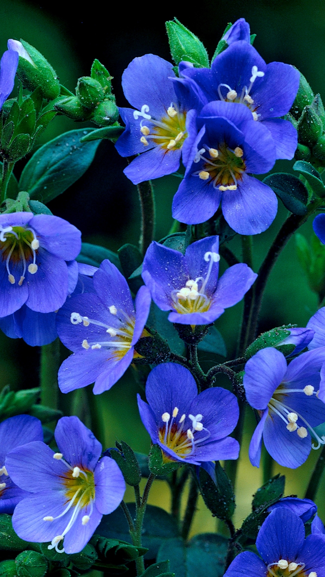 vertical wallpaper blue flower, earth, forget me not, flower, flowers