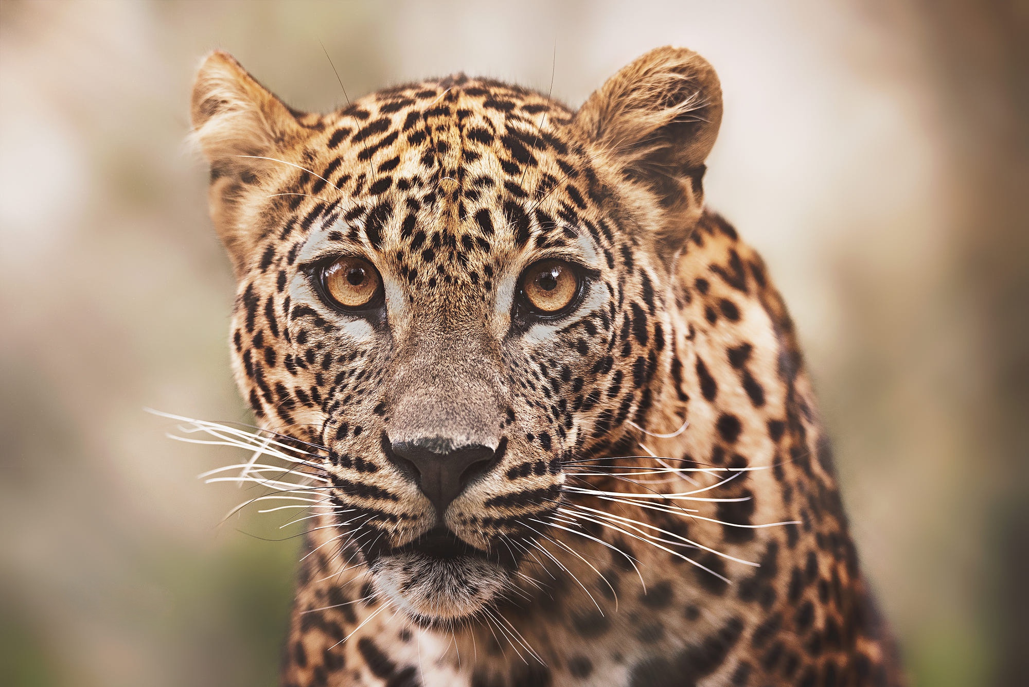 Download mobile wallpaper Cats, Leopard, Animal for free.