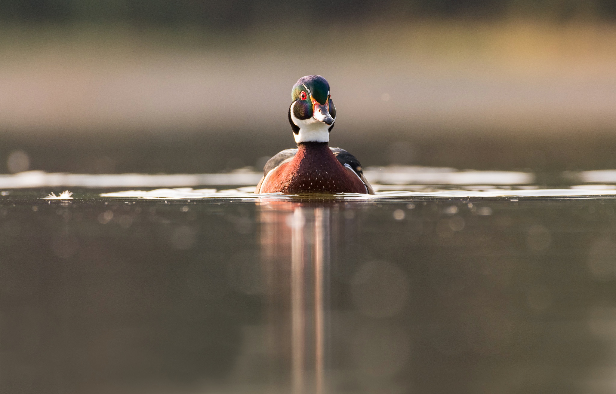 Baixe gratuitamente a imagem Animais, Aves, Água, Pássaro, Pato, Bokeh na área de trabalho do seu PC