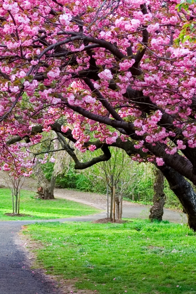 Скачать картинку Сакура, Дорога, Парк, Япония, Весна, Дорожка, Земля/природа, Вишня В Цвету, Вишневое Дерево в телефон бесплатно.