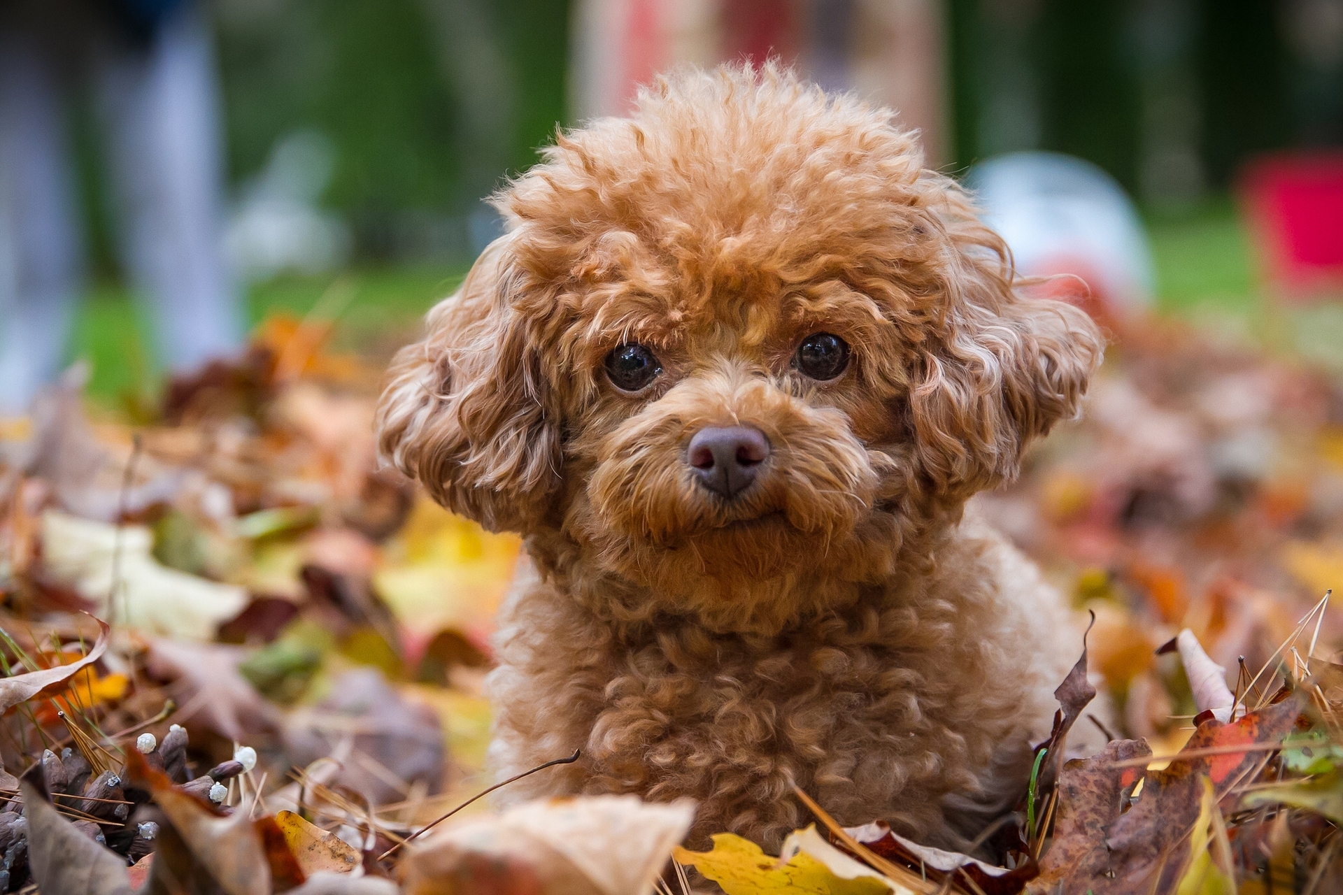 140291壁紙のダウンロード犬, 子犬, 動物, 葉, 木の葉, プードル-スクリーンセーバーと写真を無料で
