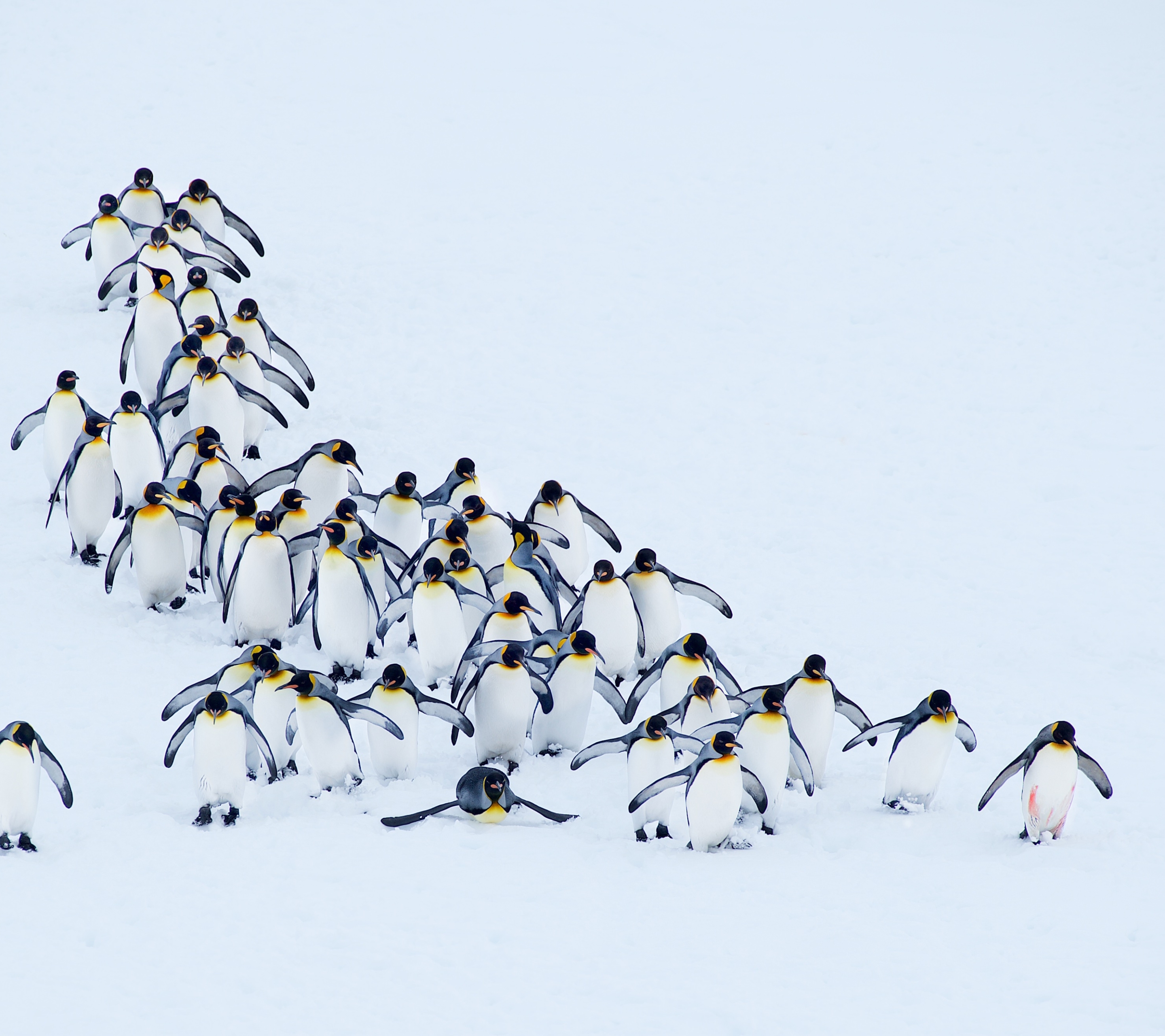 Baixar papel de parede para celular de Animais, Aves, Neve, Pinguim gratuito.