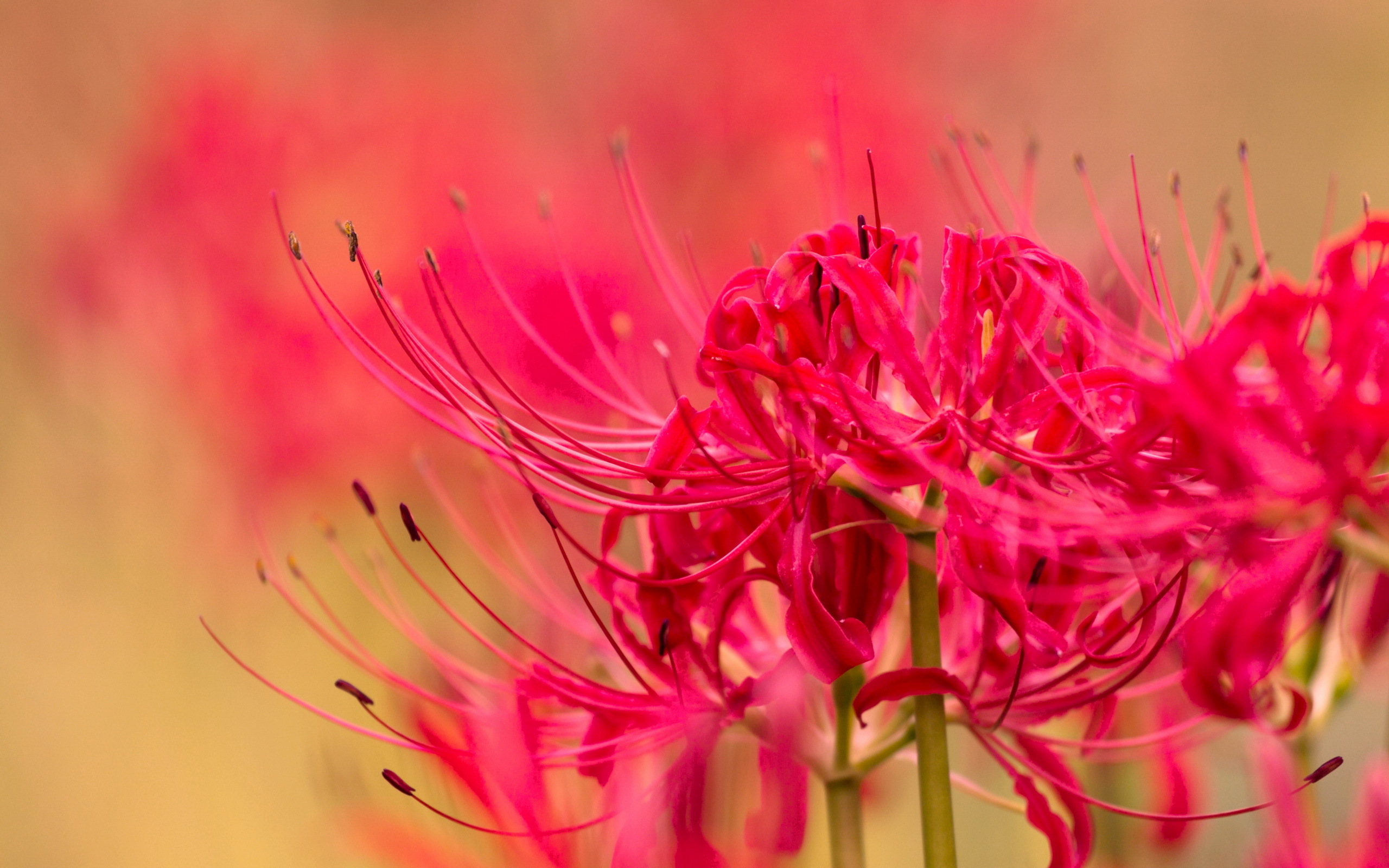 Baixe gratuitamente a imagem Flores, Flor, Macro, Flor Rosa, Borrão, Terra/natureza na área de trabalho do seu PC