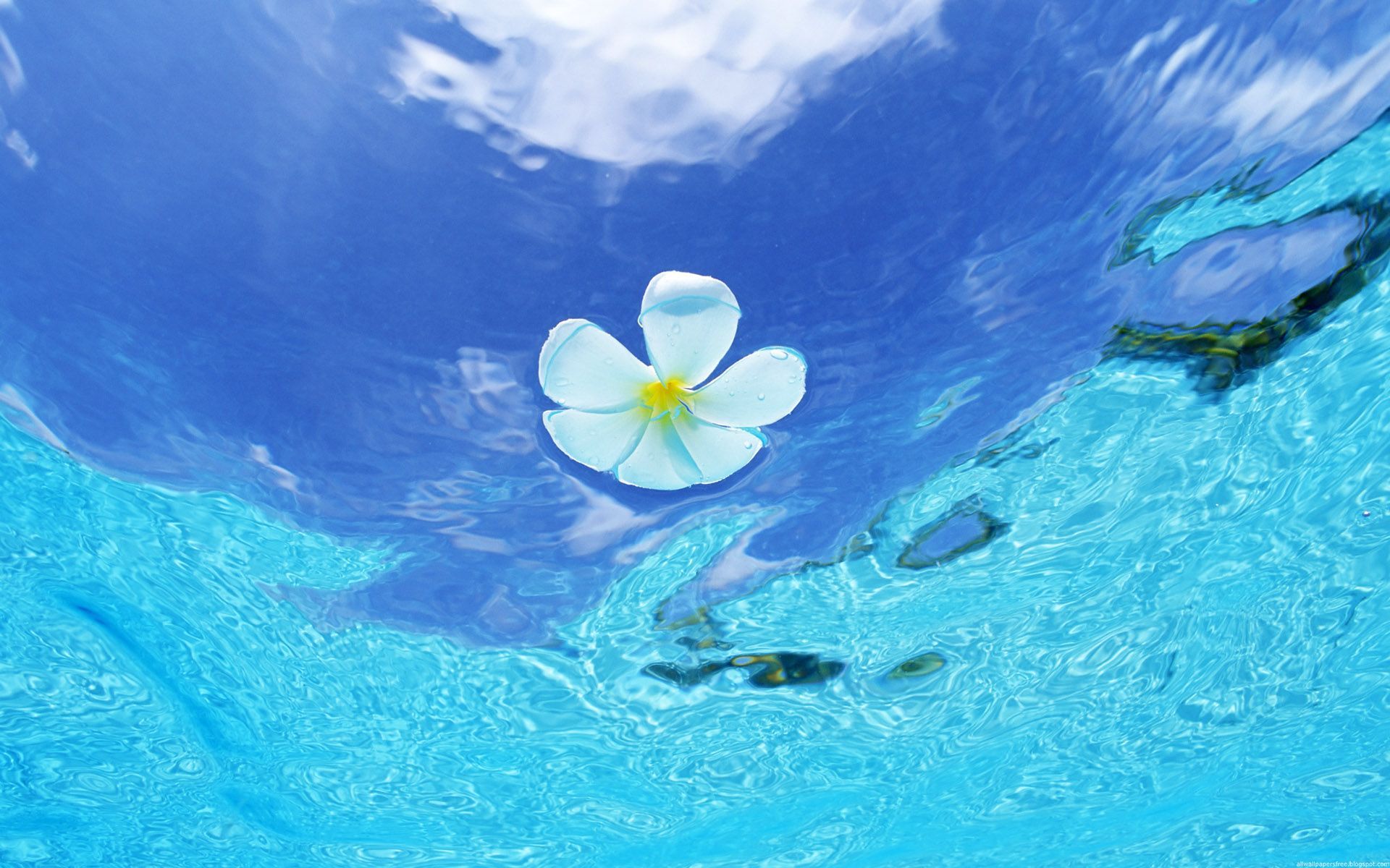 Laden Sie das Blumen, Wasser, Hintergrund-Bild kostenlos auf Ihren PC-Desktop herunter