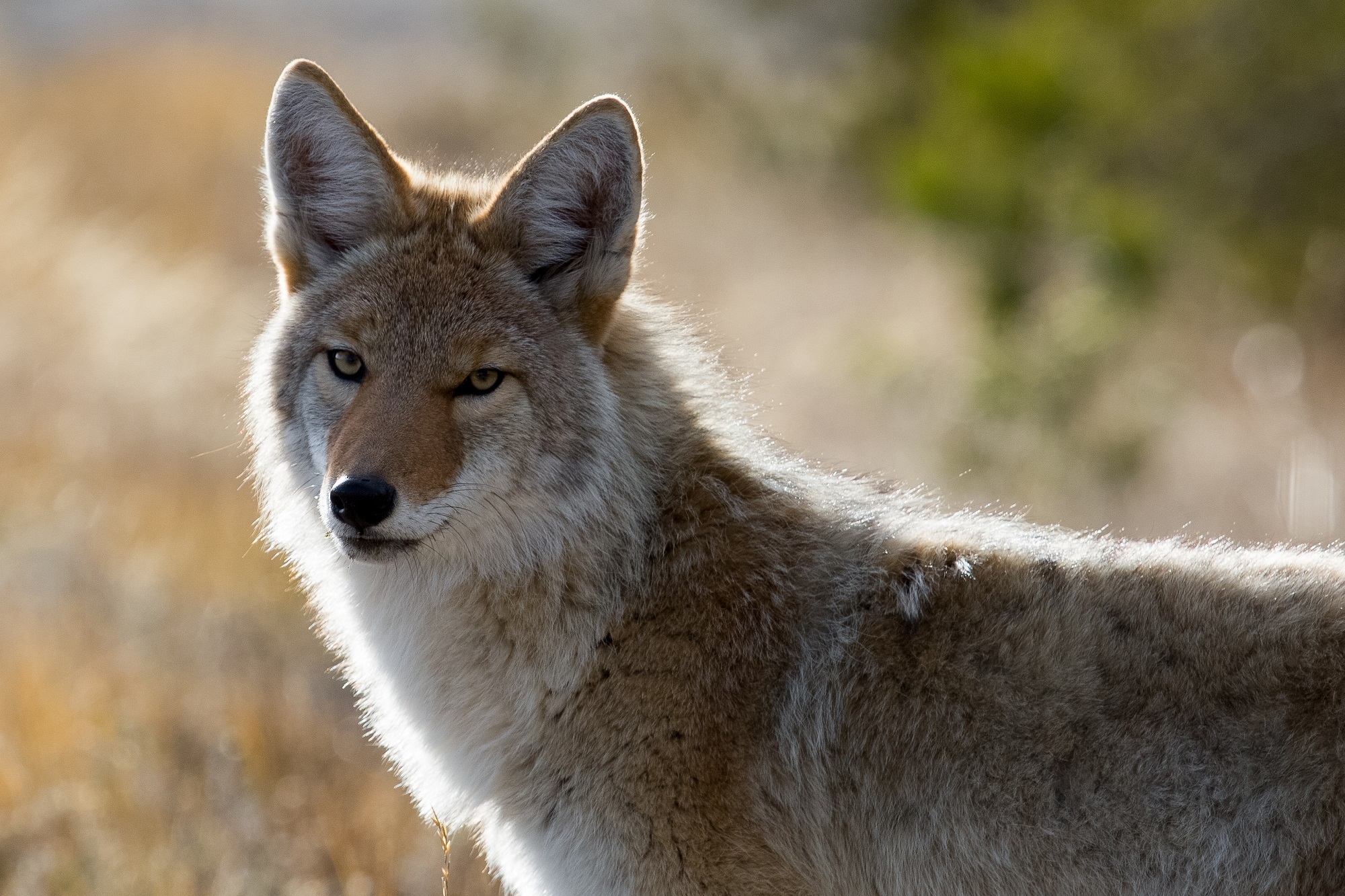 animal, coyote, blur, canine, close up, mammal, stare