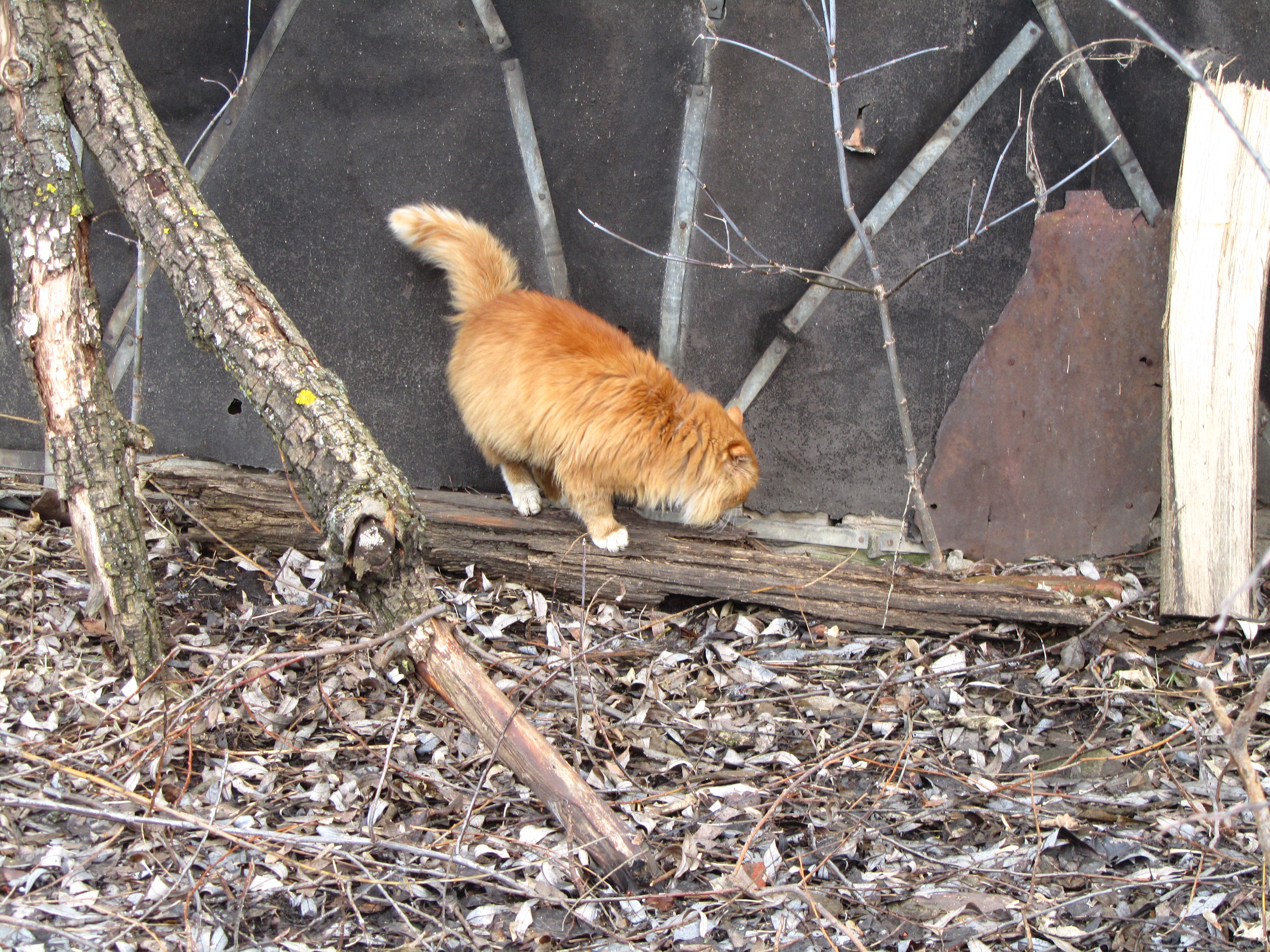 Baixe gratuitamente a imagem Animais, Gato na área de trabalho do seu PC