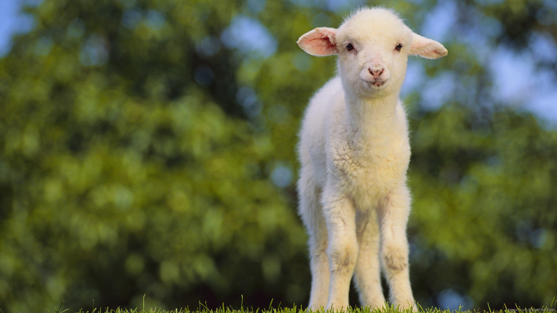 1459055壁紙のダウンロード子羊, 動物, 羊, 赤ちゃん動物, 閉じる, 可愛い, 被写界深度-スクリーンセーバーと写真を無料で