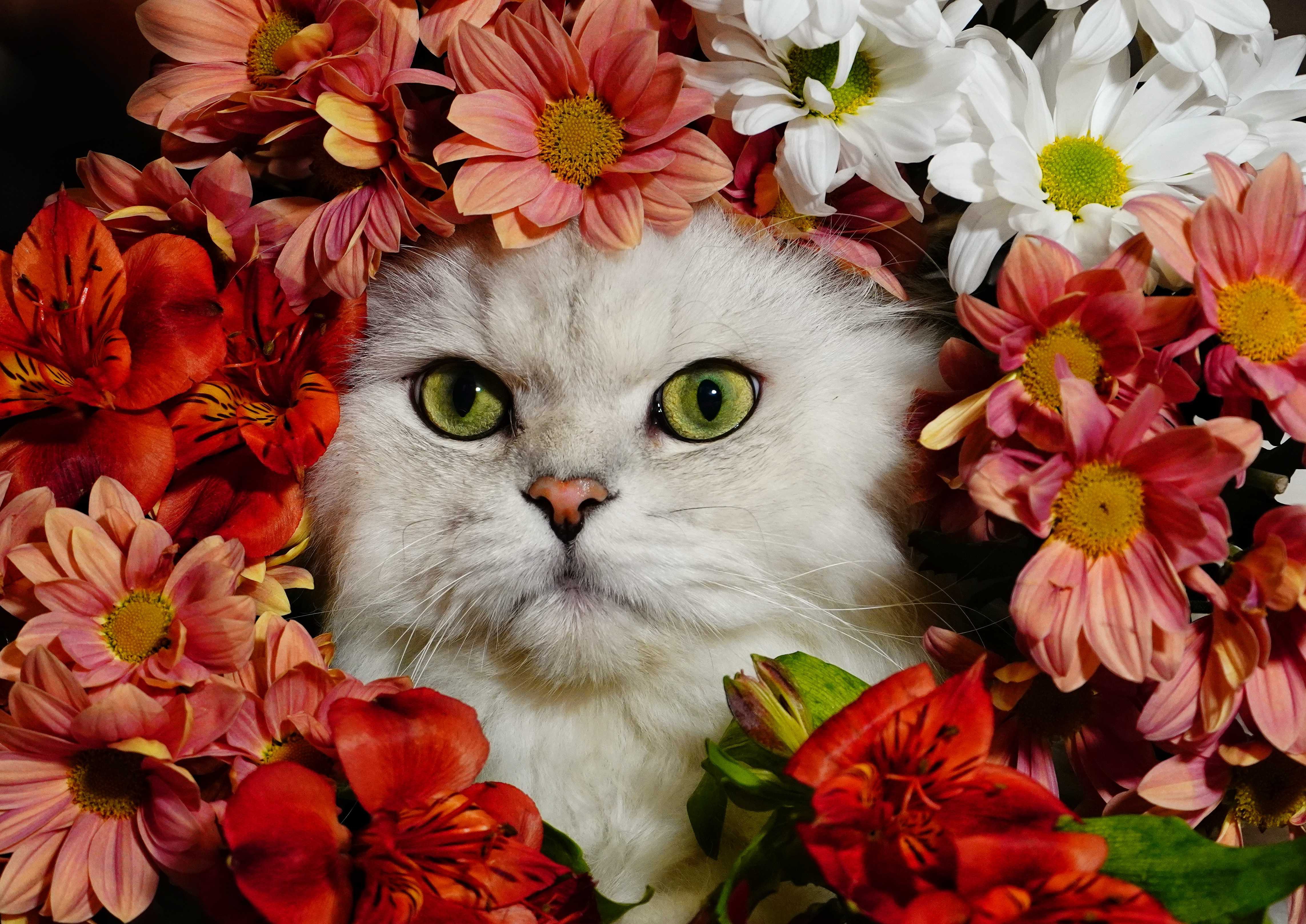 Download mobile wallpaper Cats, Flower, Cat, Animal for free.