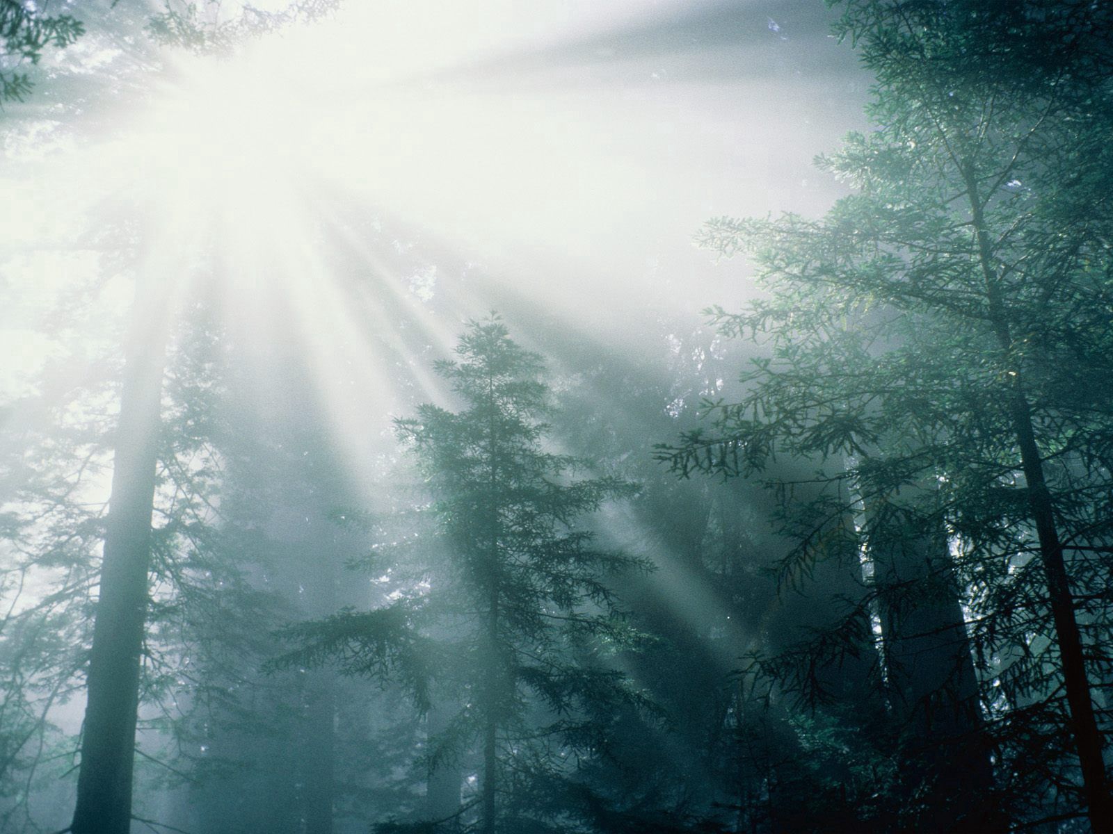 Free download wallpaper Nature, Trees, Sun, Beams, Rays, Forest on your PC desktop