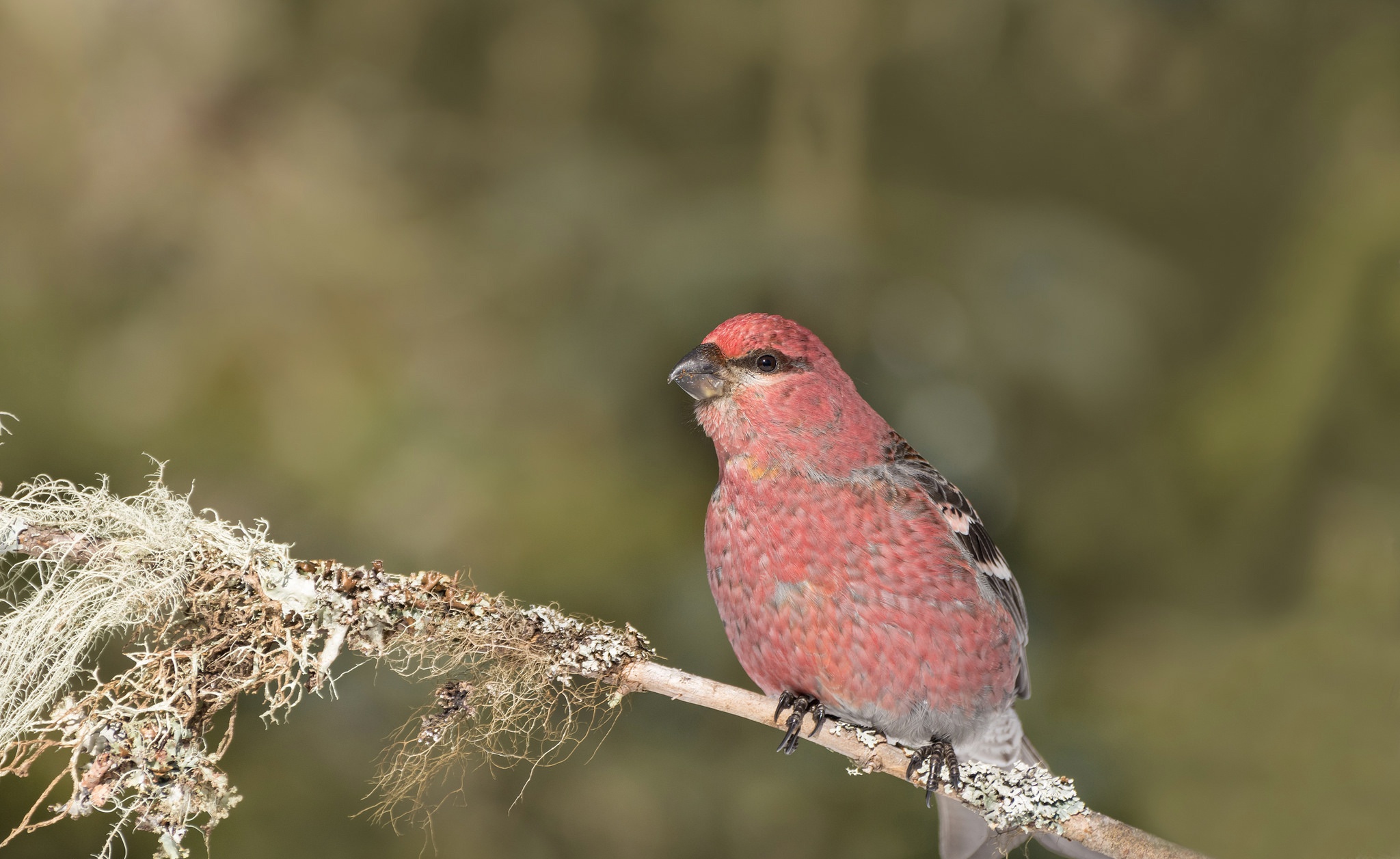 PCデスクトップに動物, 鳥画像を無料でダウンロード