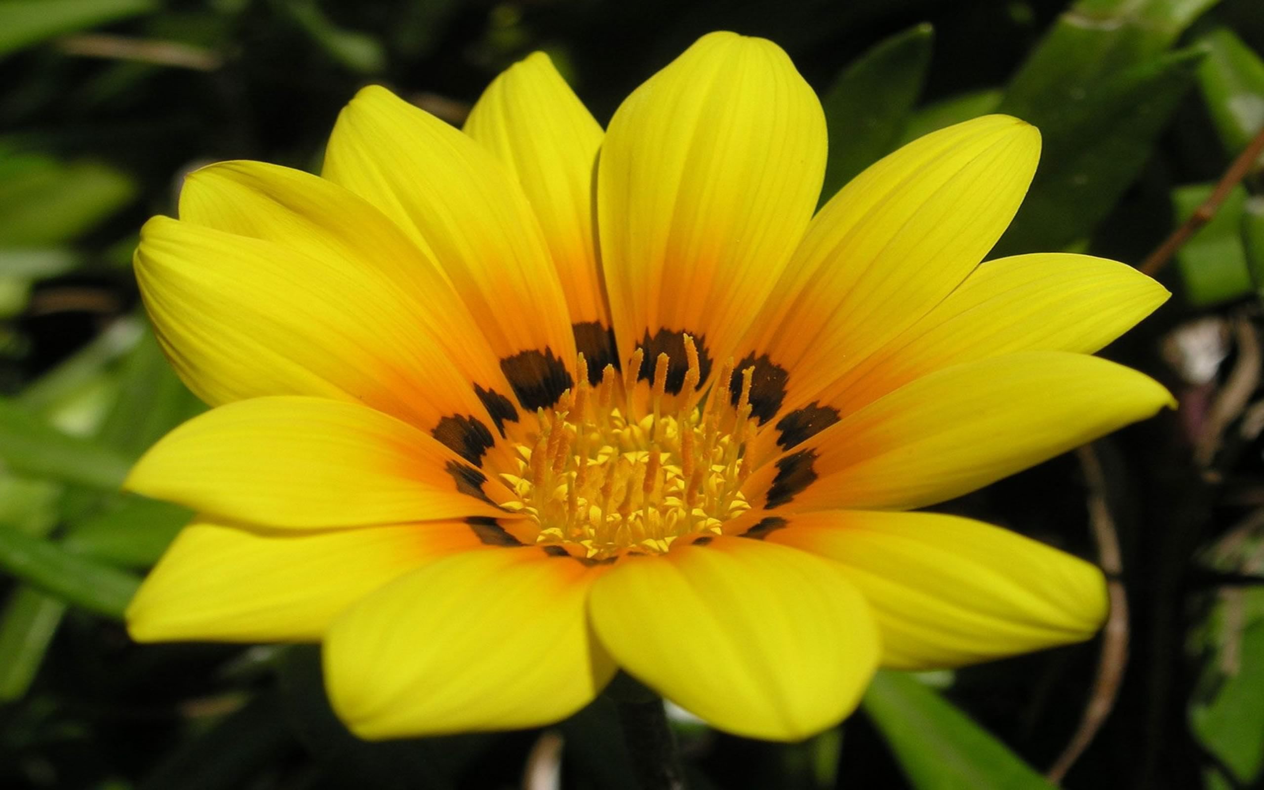 Free download wallpaper Flowers, Flower, Earth, Yellow Flower on your PC desktop