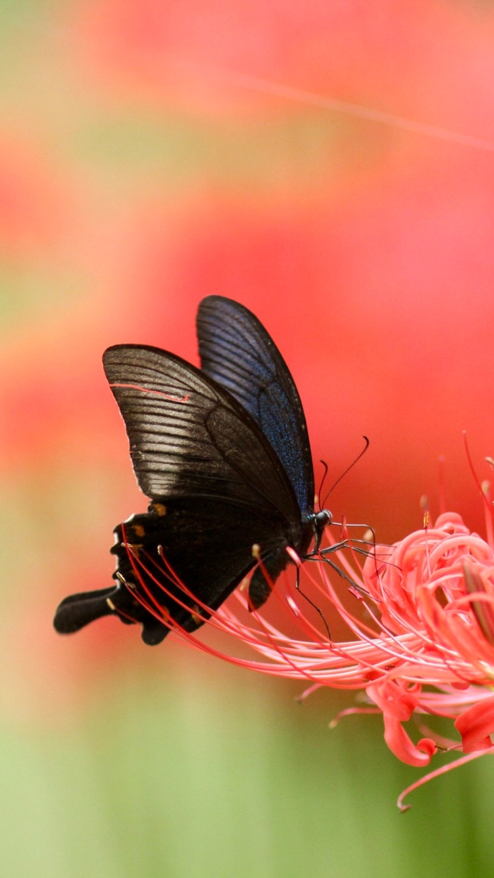 Téléchargez des papiers peints mobile Animaux, Macro, Insecte, Papillon gratuitement.