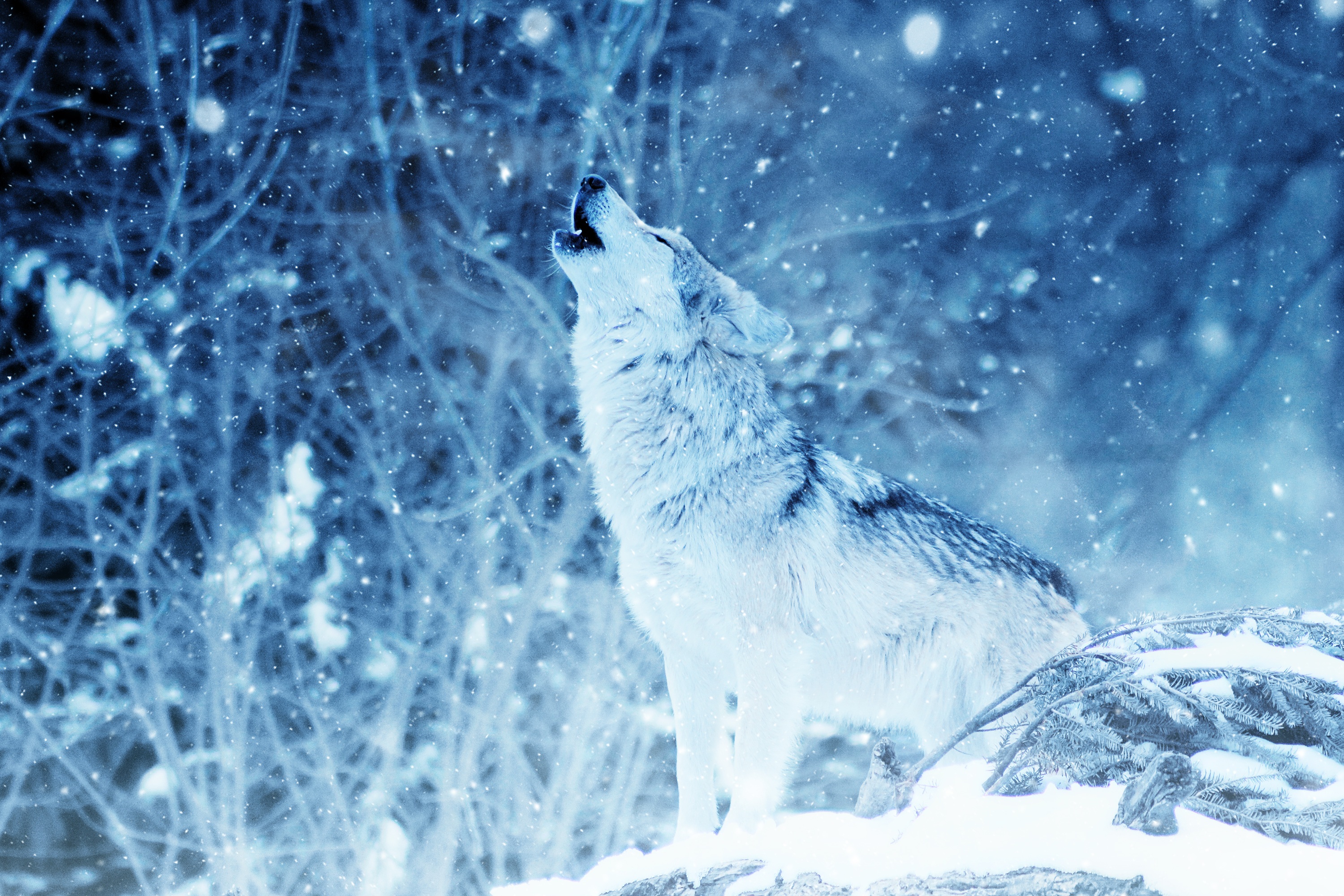 wolf, animal, howling, snowfall, winter, wolves