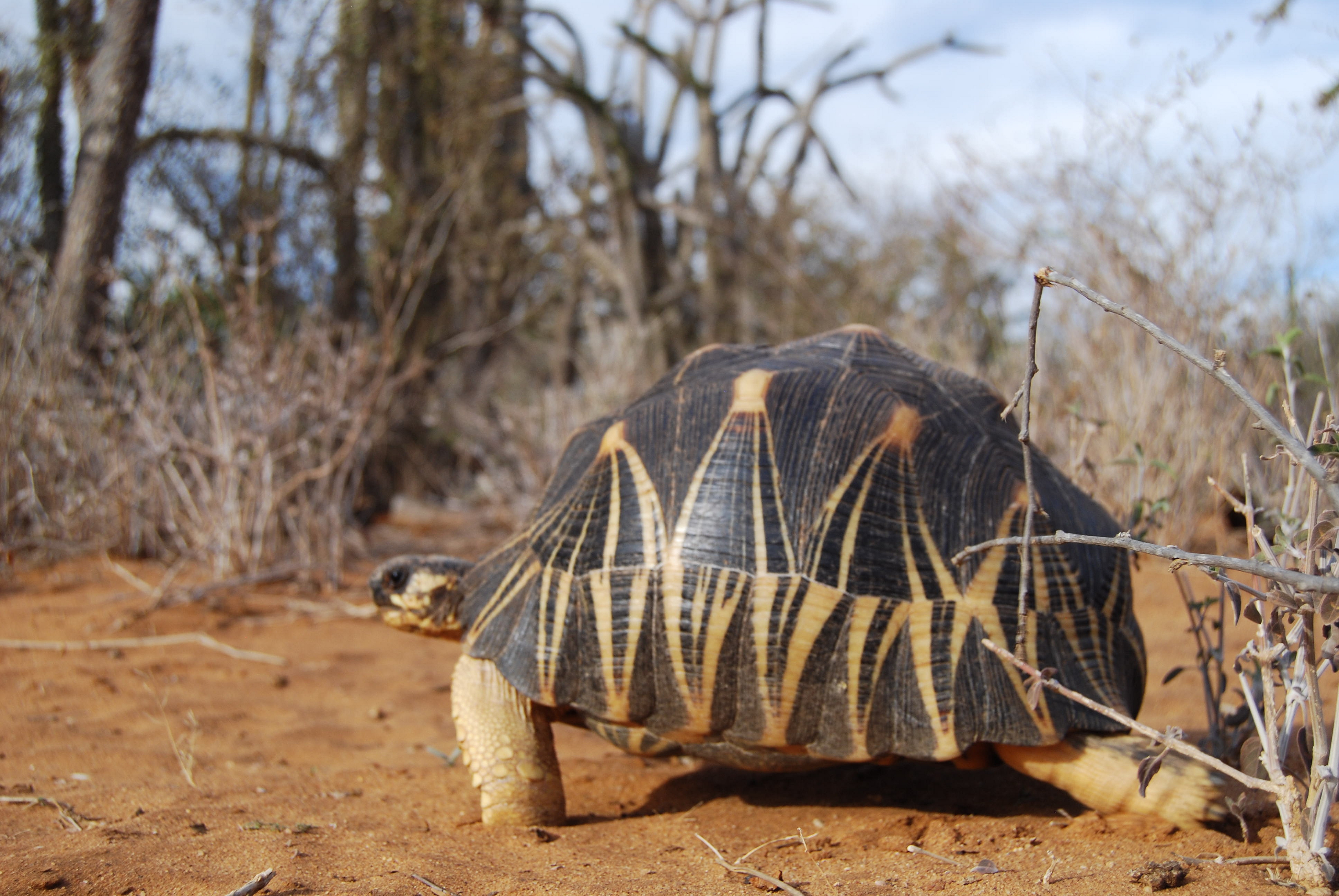 668651 télécharger le fond d'écran animaux, tortue radiée - économiseurs d'écran et images gratuitement