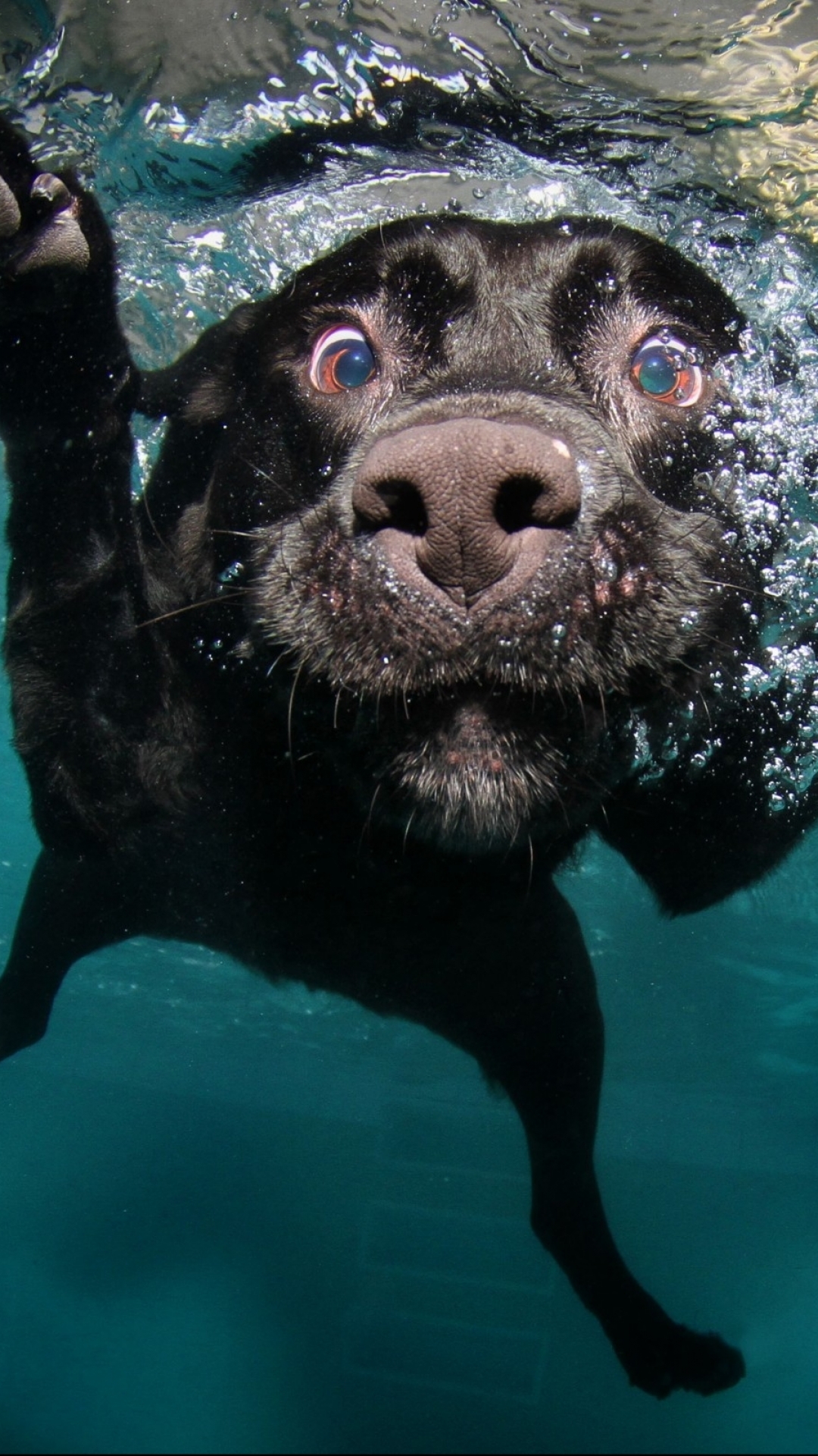 Download mobile wallpaper Dogs, Water, Dog, Animal, Labrador, Underwater, Labrador Retriever for free.