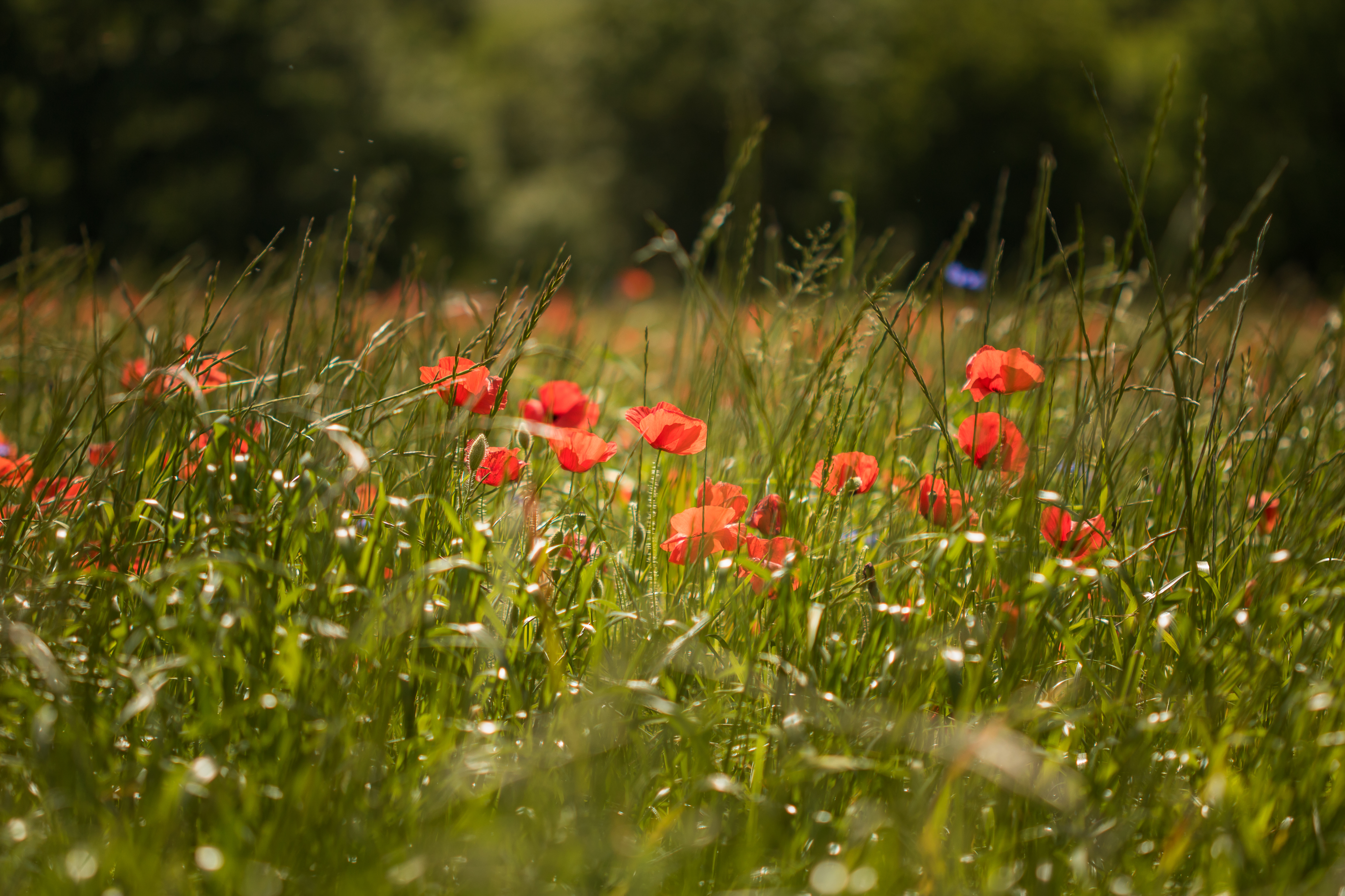 poppy, green, flowers, grass High Definition image