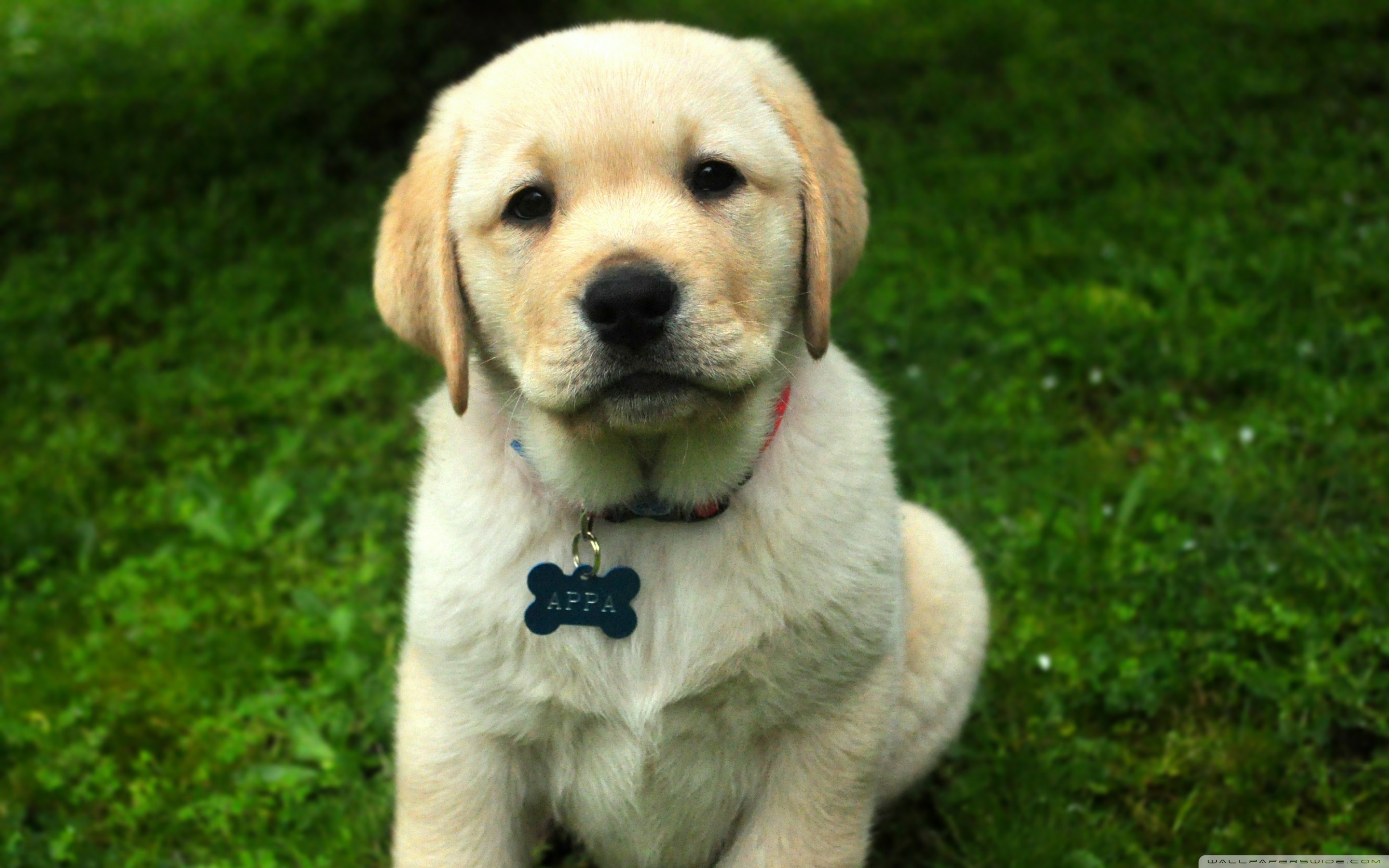 Free download wallpaper Puppy, Dogs, Animal on your PC desktop