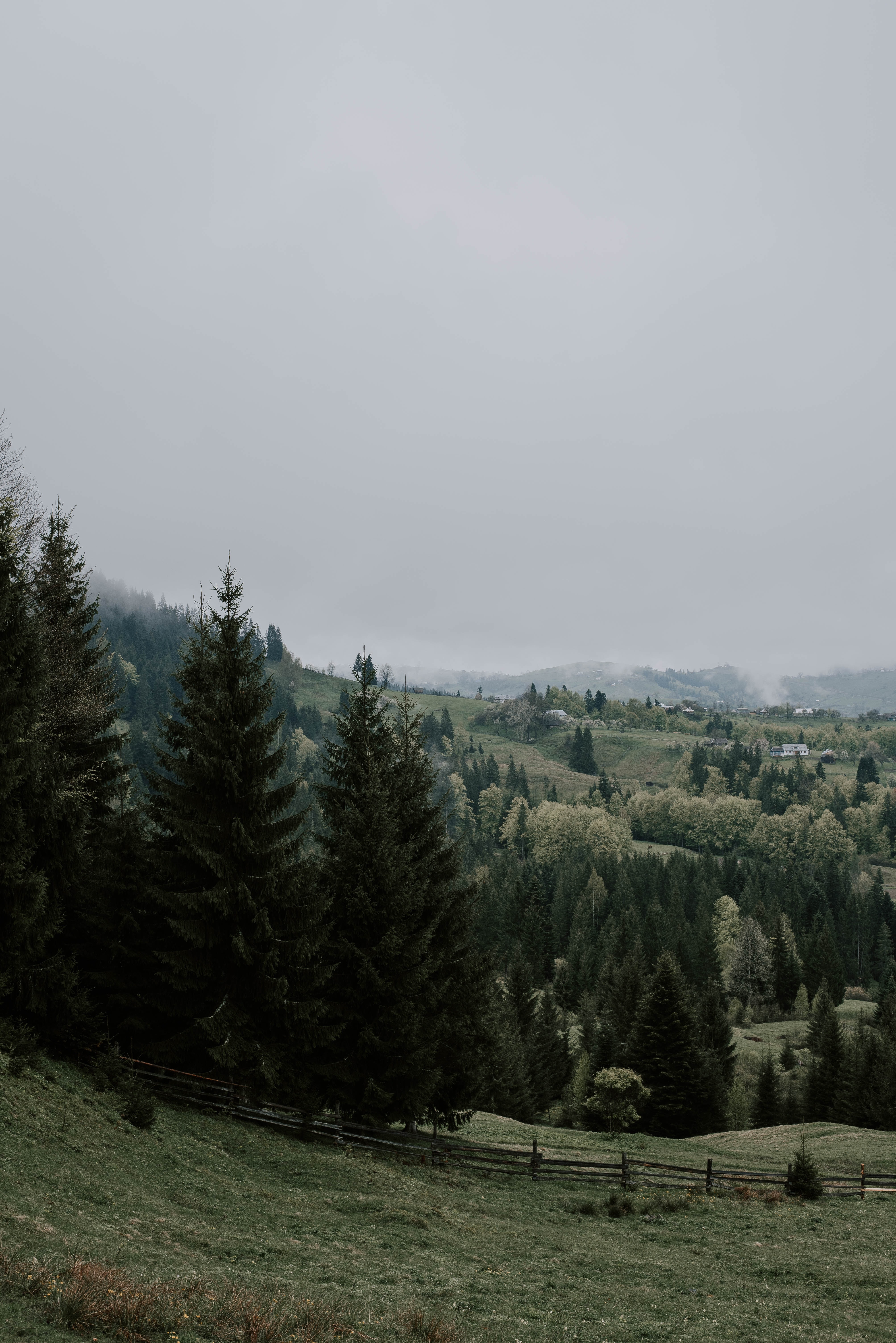 Download mobile wallpaper Trees, Spruce, Fir, Grass, Fog, Forest, Nature for free.