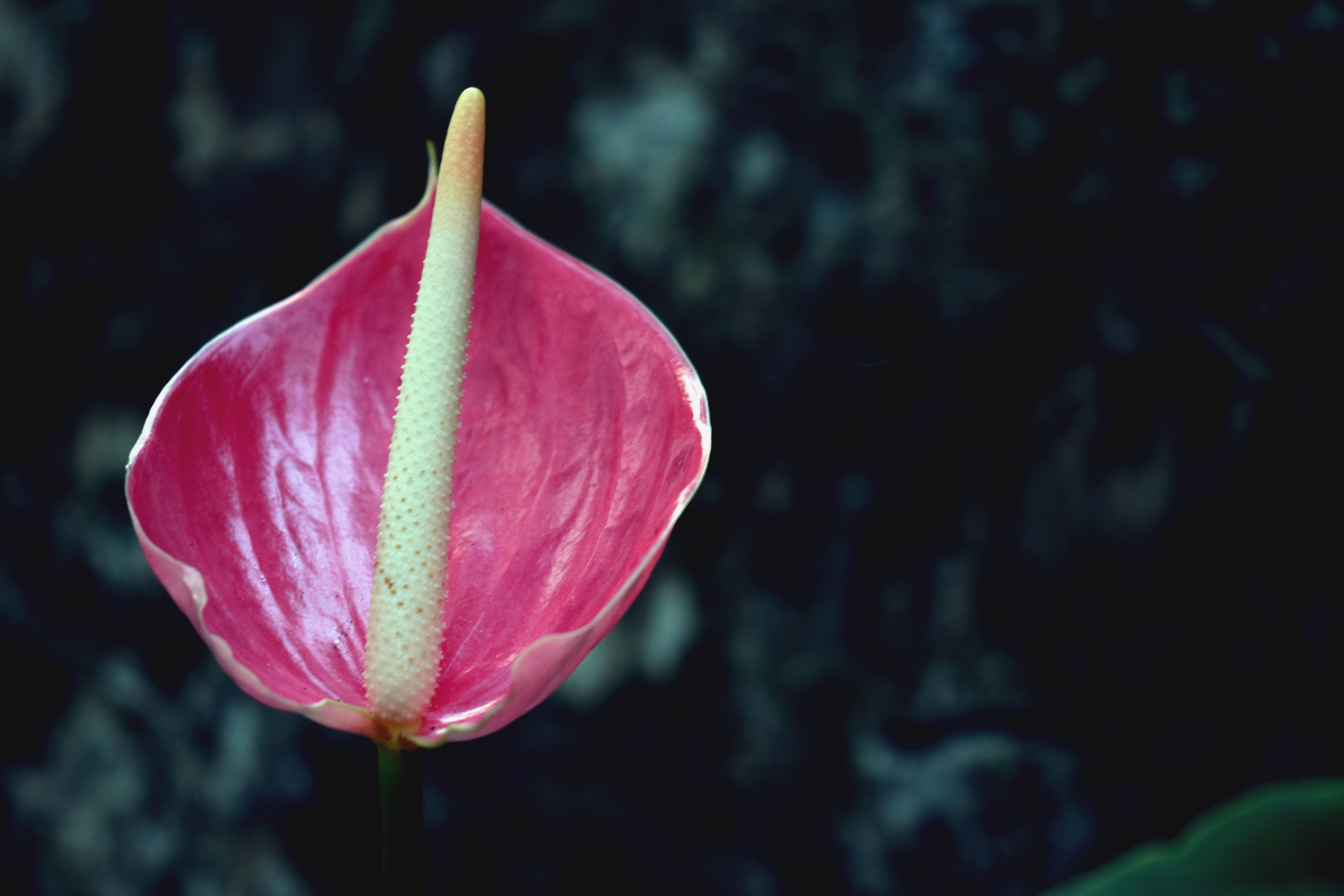 Descarga gratuita de fondo de pantalla para móvil de Naturaleza, Flores, Flor, Flor Rosa, Tierra/naturaleza.