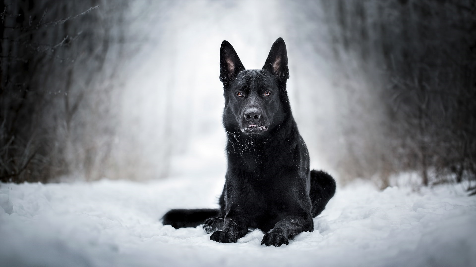 Download mobile wallpaper Dogs, Snow, Dog, Animal, German Shepherd for free.