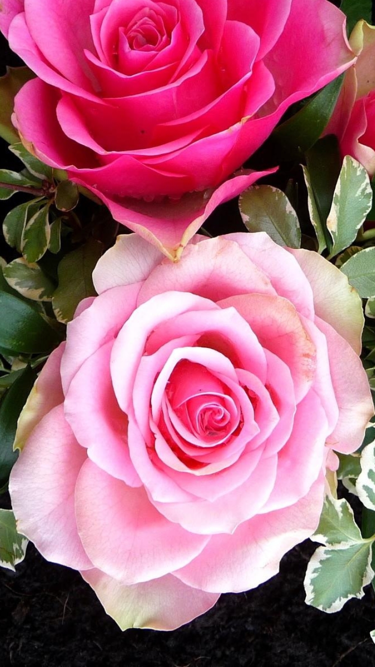 無料モバイル壁紙自然, フラワーズ, 葉, 薔薇, 閉じる, 地球, ピンクの花をダウンロードします。