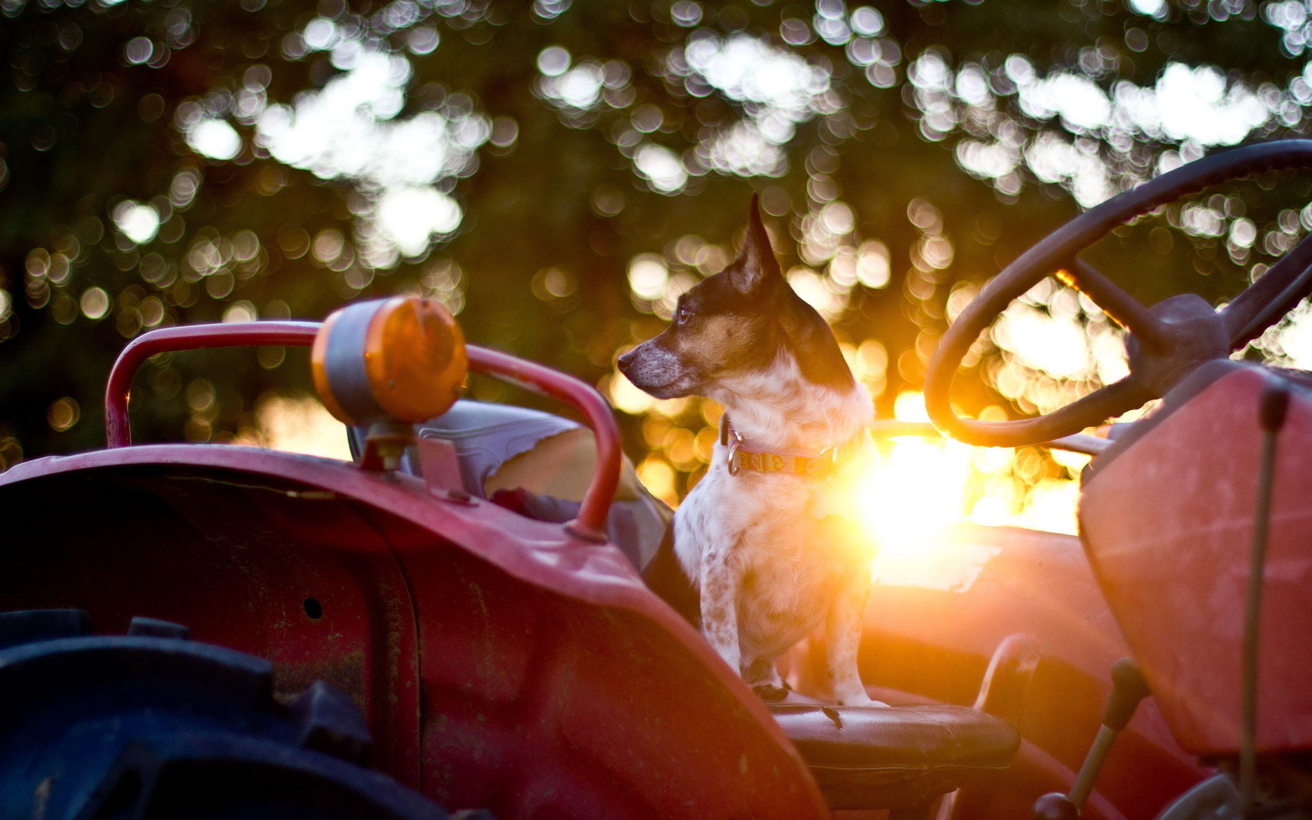 Download mobile wallpaper Tractor, Dogs, Sun, Dog, Animal, Cute for free.
