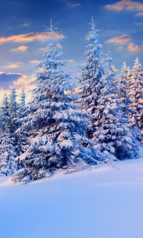 Download mobile wallpaper Winter, Forest, Earth for free.