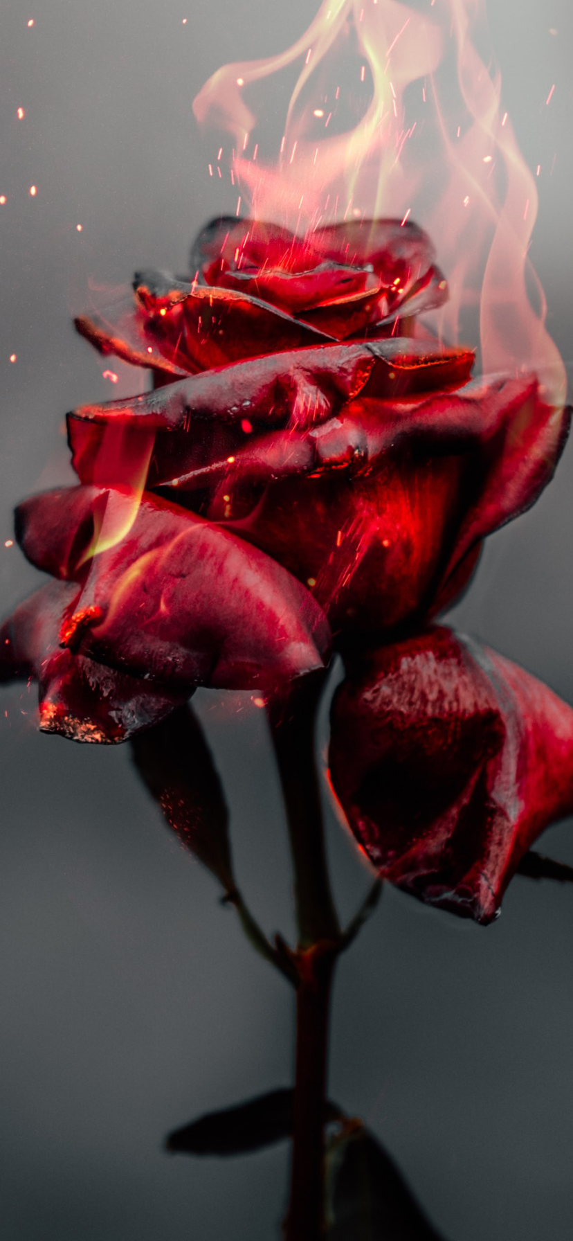 Download mobile wallpaper Rose, Artistic for free.