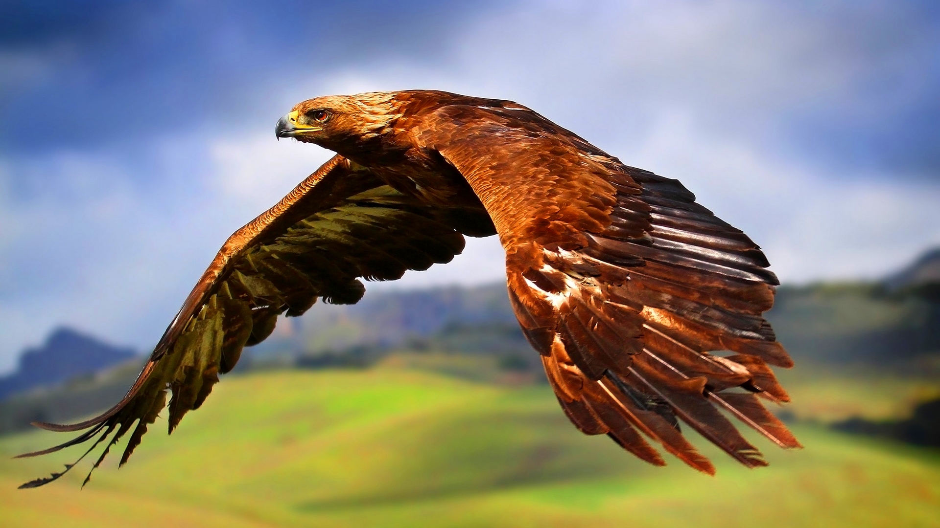 1492616 descargar fondo de pantalla animales, águila real: protectores de pantalla e imágenes gratis
