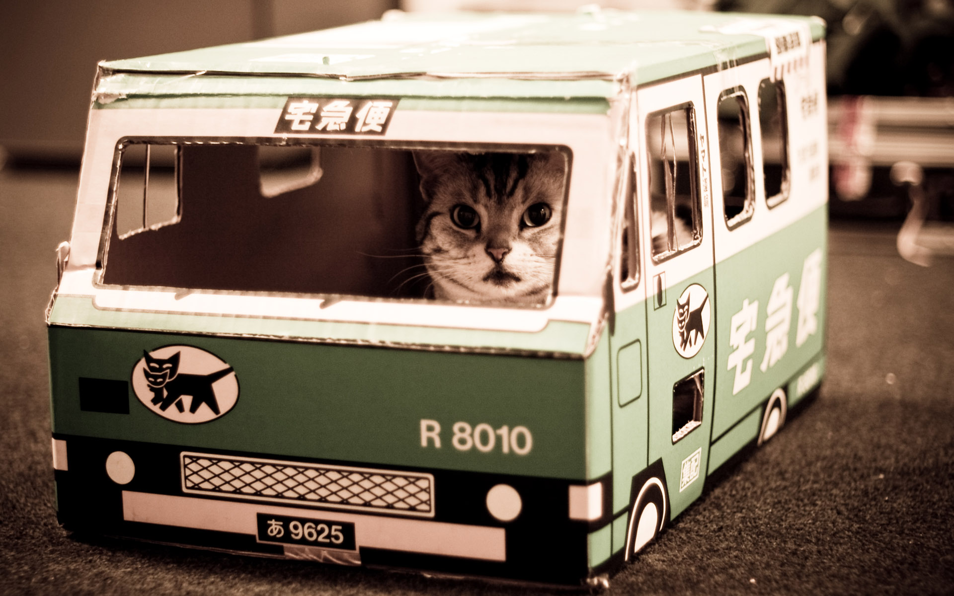 Download mobile wallpaper Cat, Cats, Ninja, Animal for free.