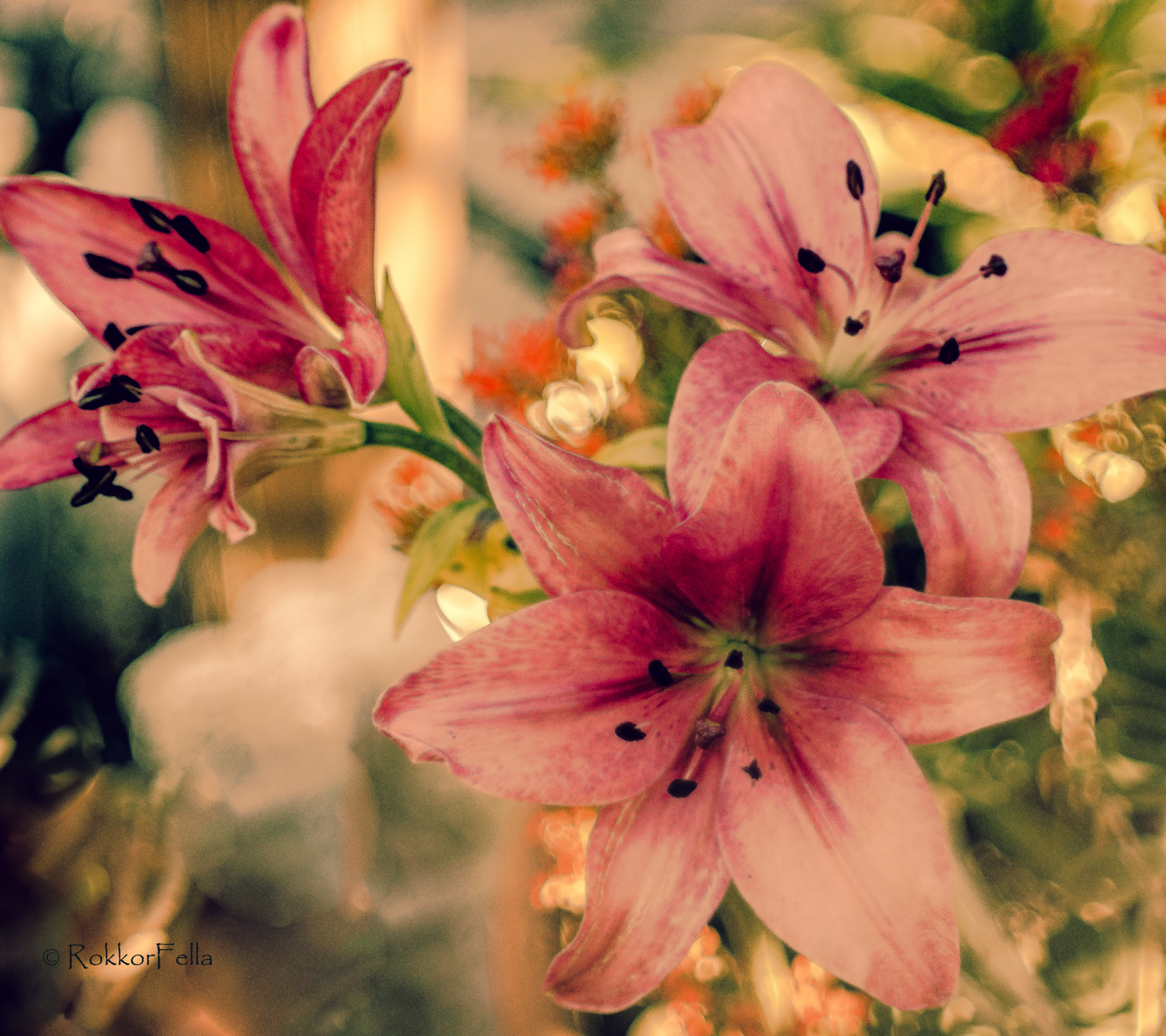 Download mobile wallpaper Flowers, Macro, Earth, Lily, Bokeh for free.