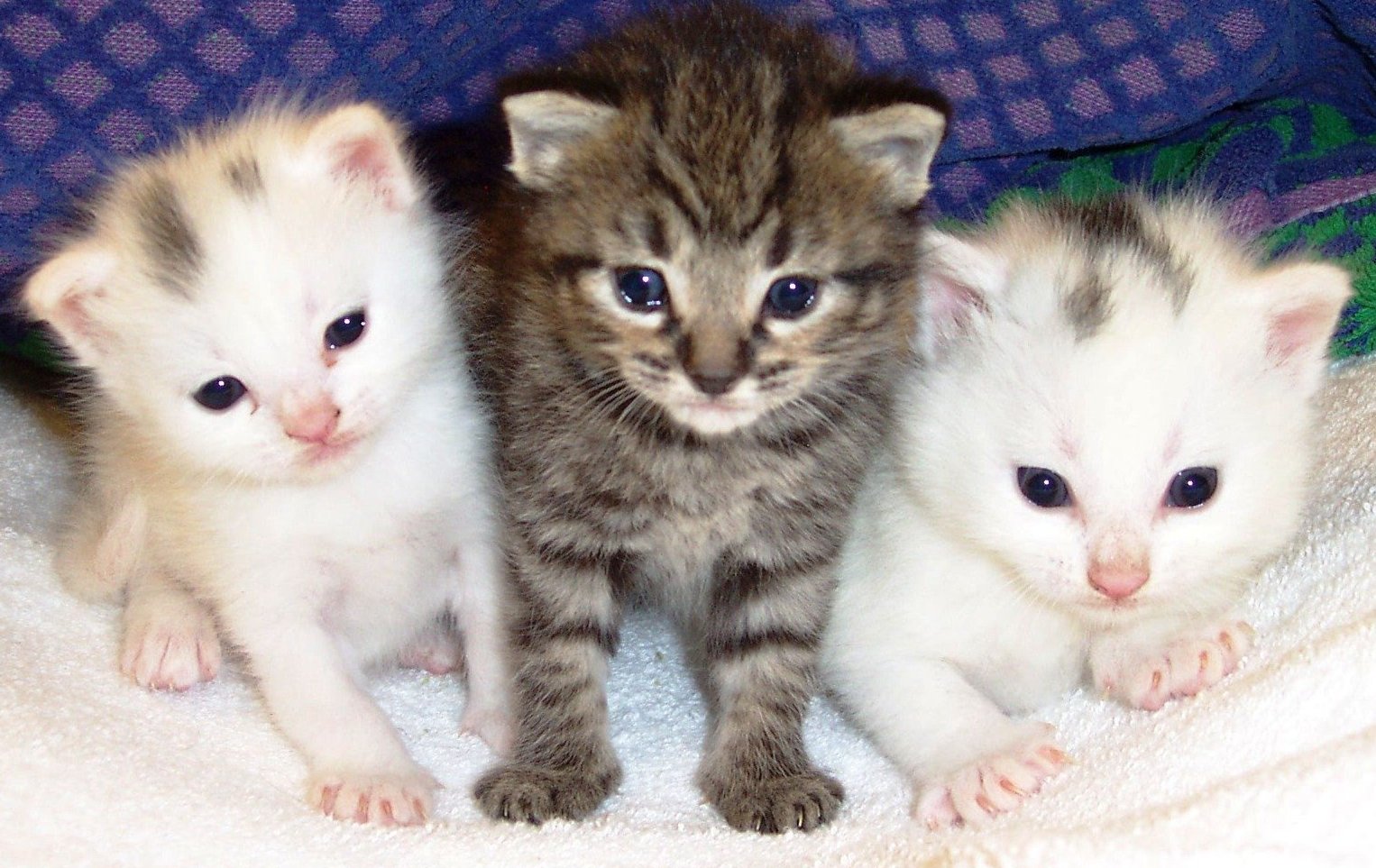 Baixar papel de parede para celular de Animais, Gato gratuito.