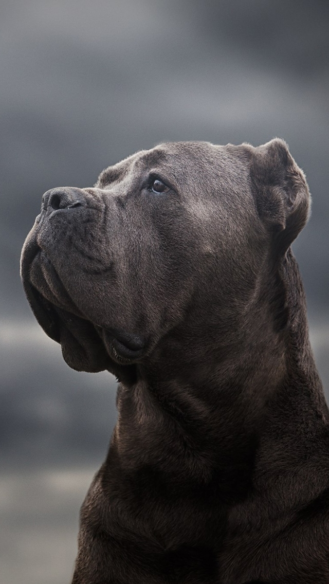 Download mobile wallpaper Dogs, Dog, Muzzle, Animal, Cane Corso for free.