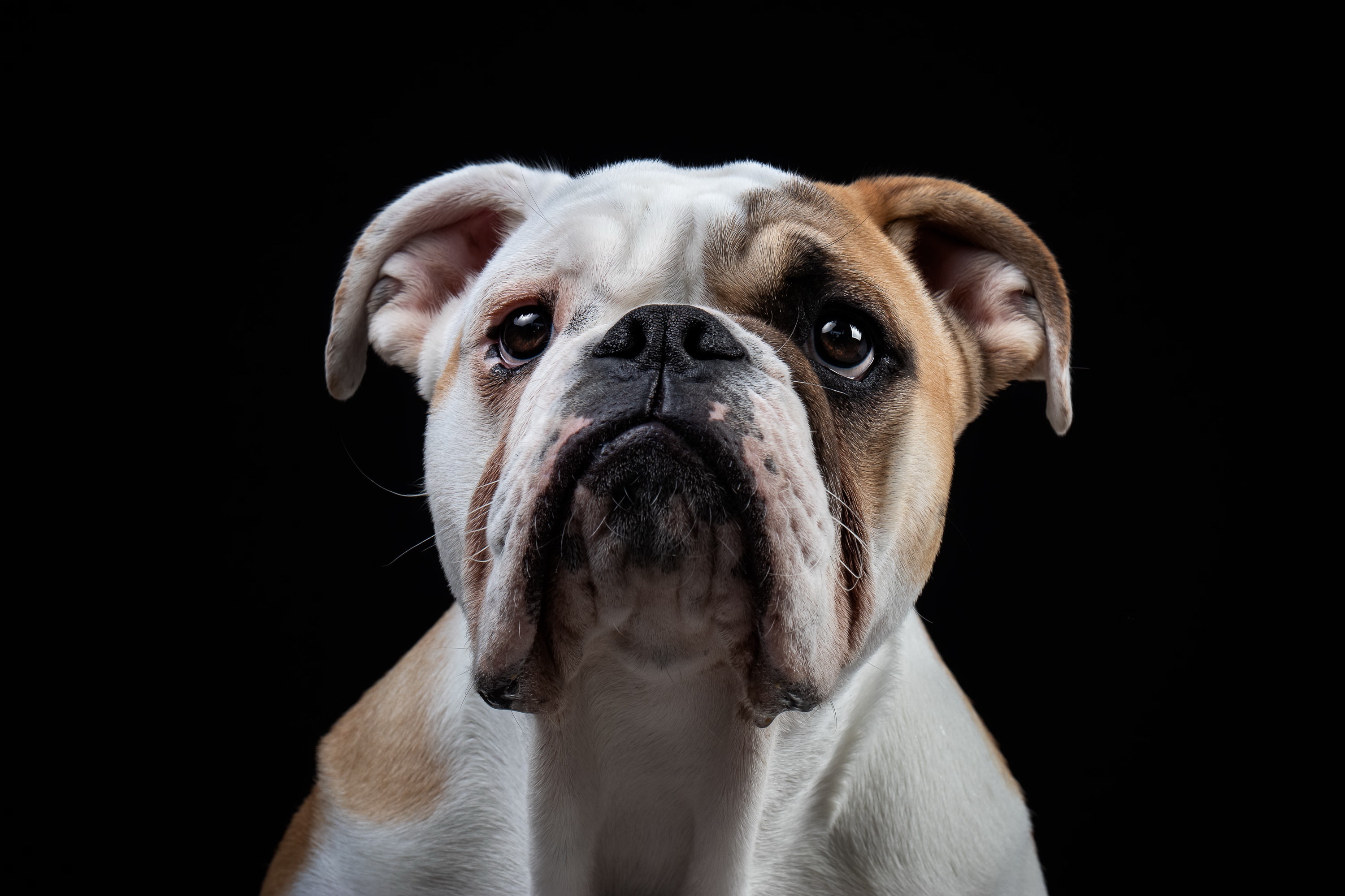493980 descargar fondo de pantalla bulldog inglés, animales, perro, perros: protectores de pantalla e imágenes gratis