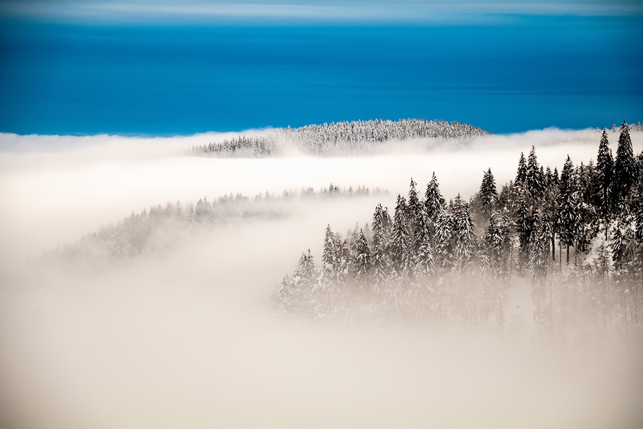 Handy-Wallpaper Natur, Wald, Nebel, Erde/natur kostenlos herunterladen.