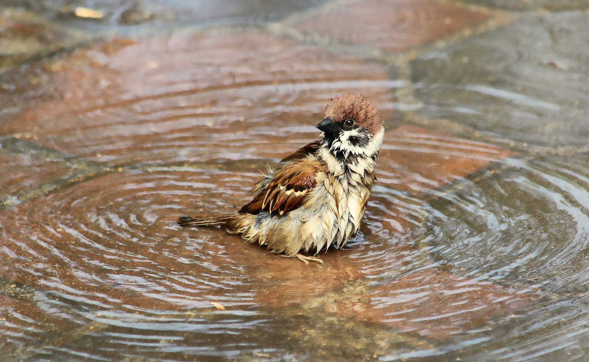 Download mobile wallpaper Animals, Wet, Bird, Water, Sparrow for free.