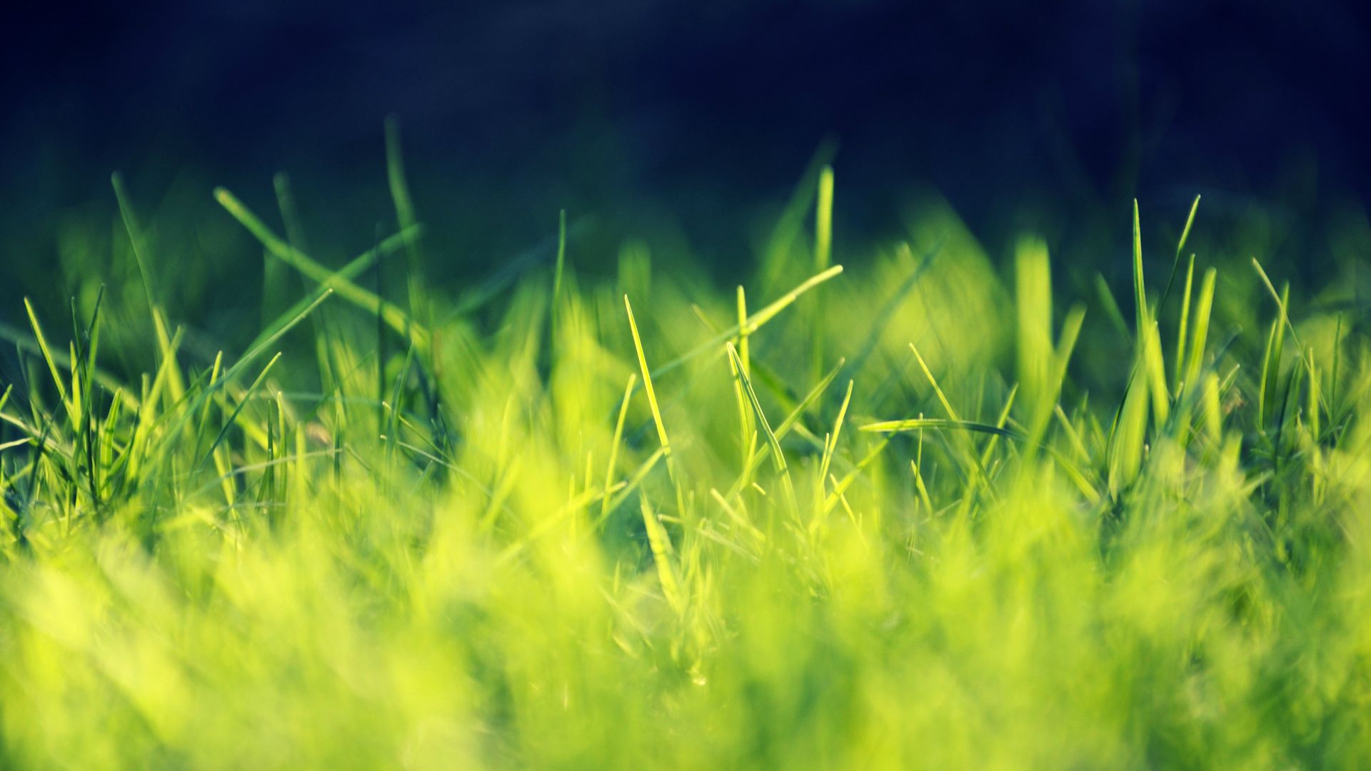 Download mobile wallpaper Grass, Earth for free.