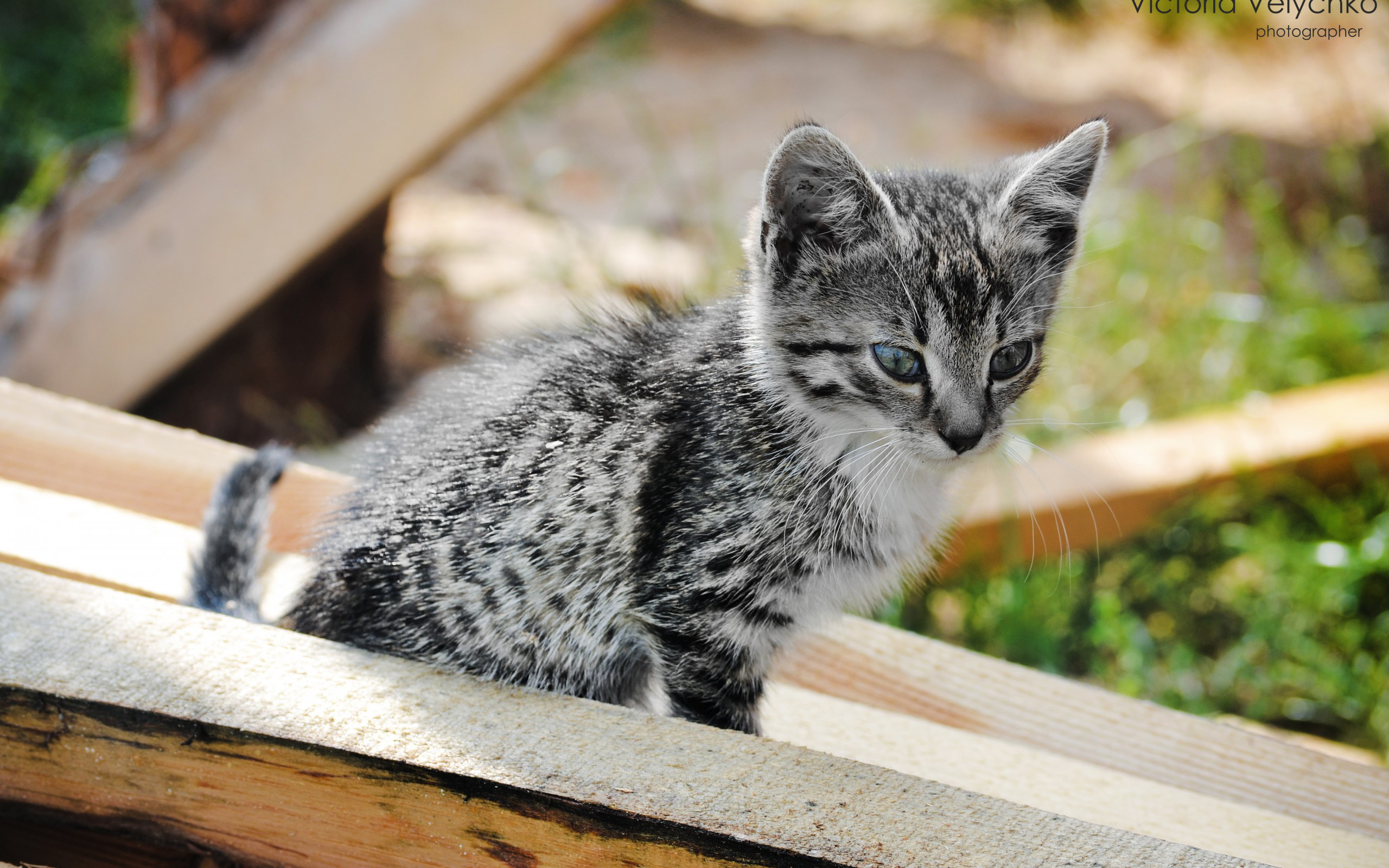 Baixe gratuitamente a imagem Gato, Gatos, Animais na área de trabalho do seu PC