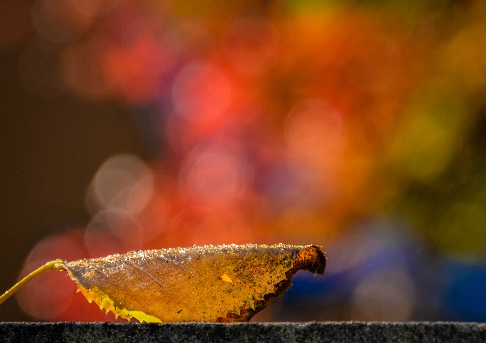 Download mobile wallpaper Leaf, Fall, Earth, Bokeh for free.