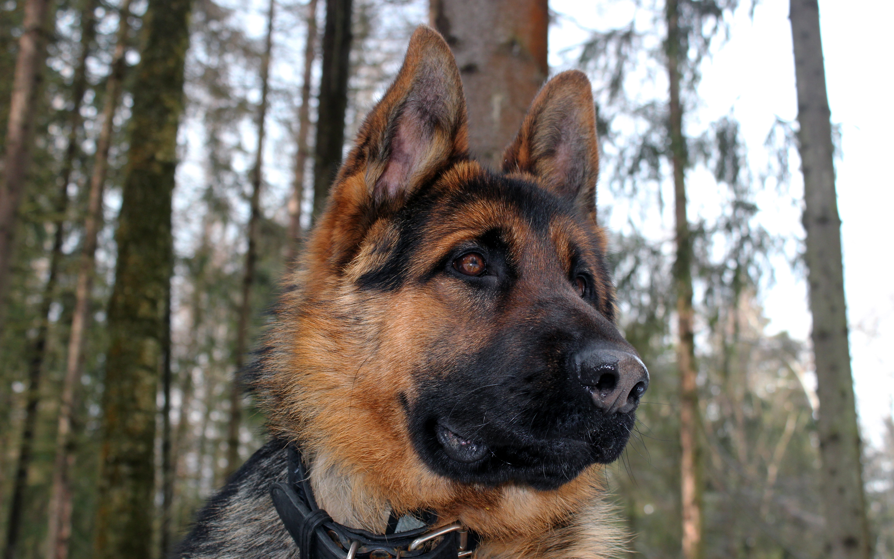 301271 descargar imagen animales, pastor alemán, perros: fondos de pantalla y protectores de pantalla gratis