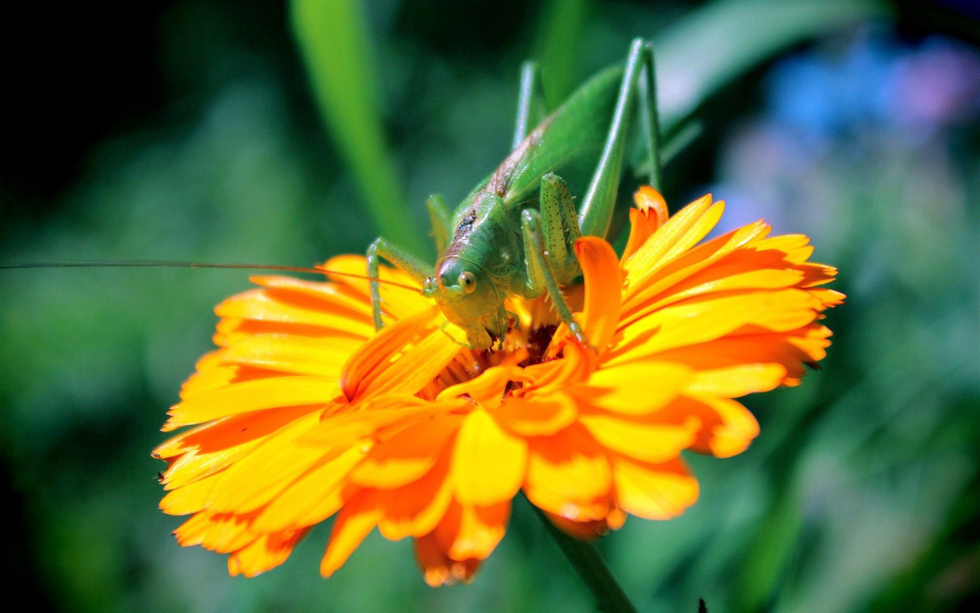 Download mobile wallpaper Macro, Grasshopper, Petals, Insect, Flower for free.