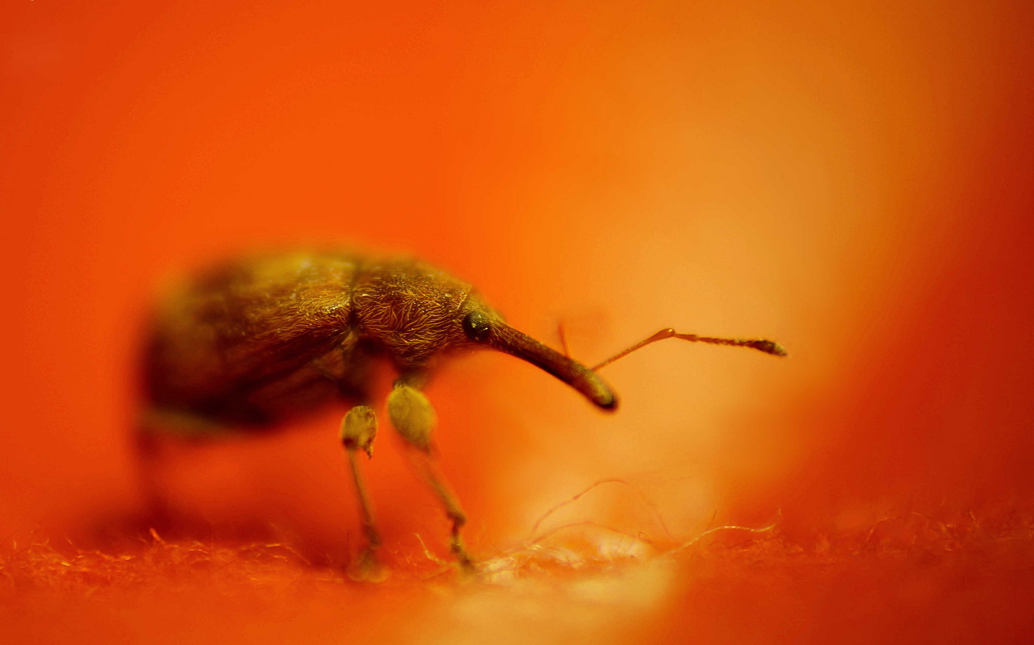 Téléchargez gratuitement l'image Animaux, Insecte sur le bureau de votre PC