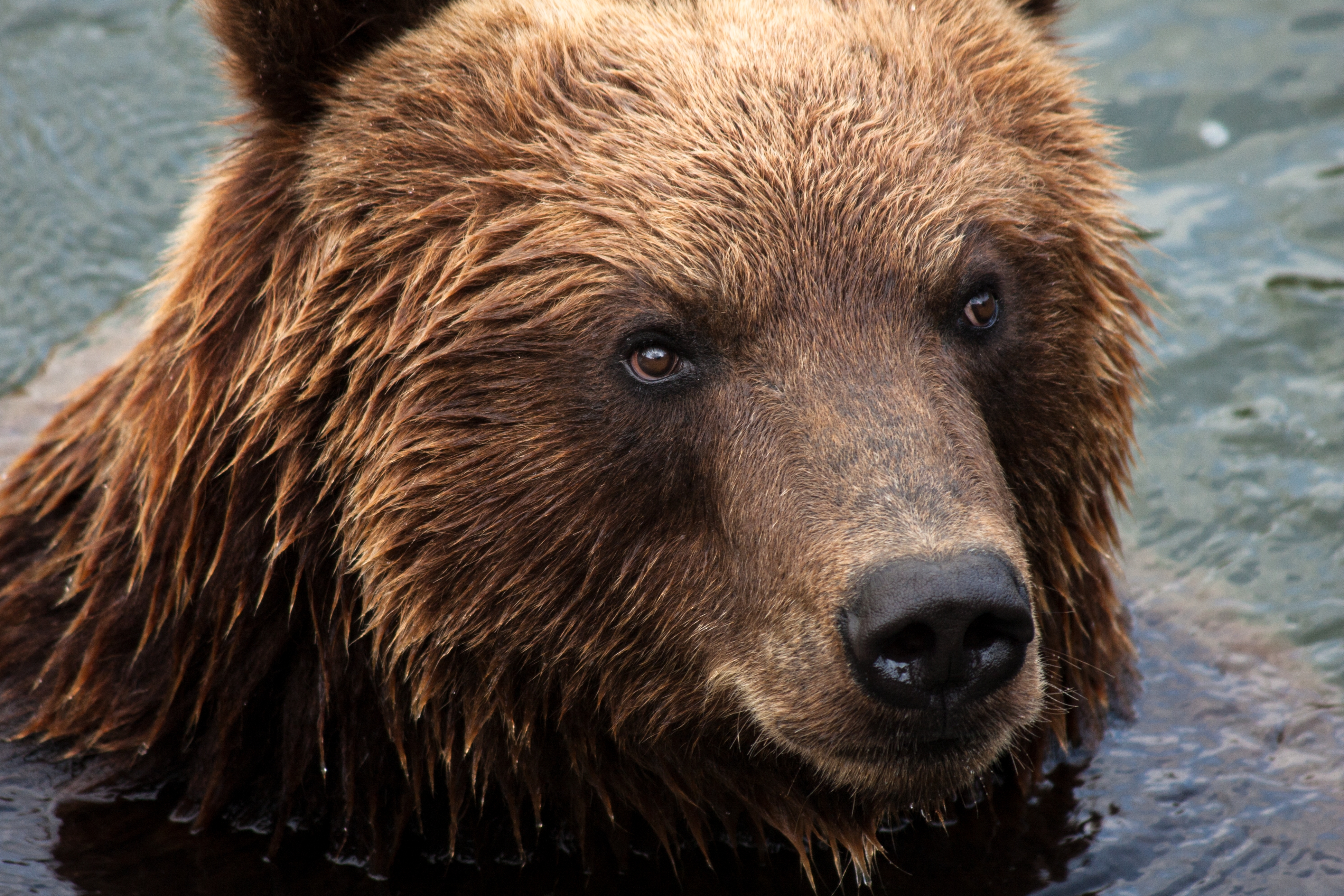 Скачать обои бесплатно Камчатский Медведь, Медведь, Животные, Морда картинка на рабочий стол ПК